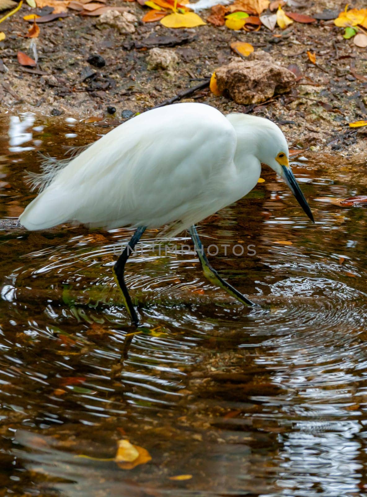 The great egret (Ardea alba), a bird hunts in the water in the mangroves, Florida