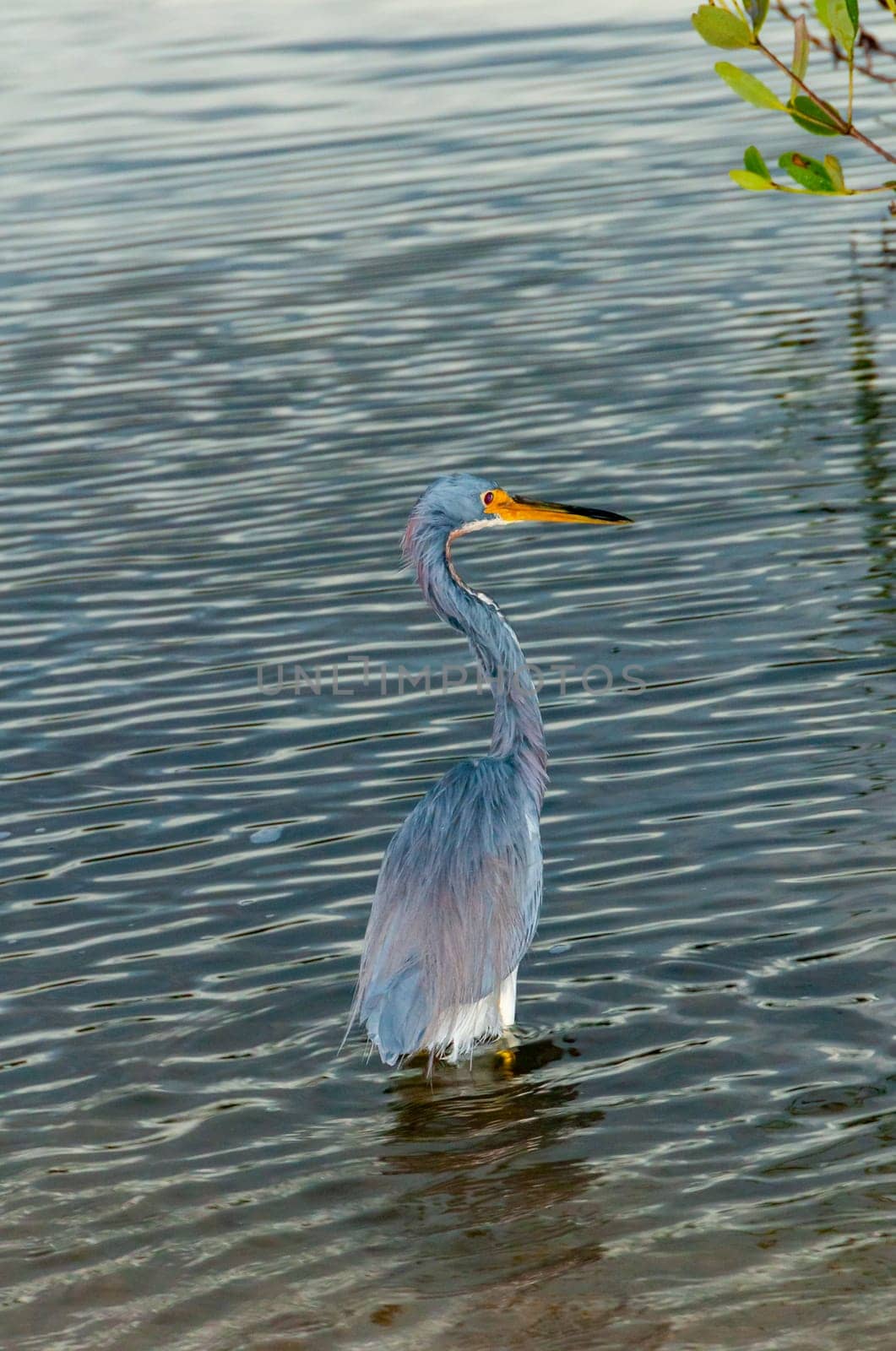 Blue Heron (Egretta caerulea) in a central Florida pond. Florida