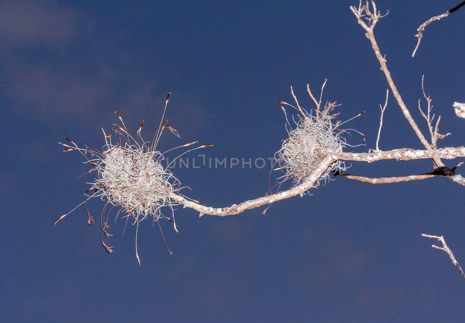 Flowering bushes of the epiphytic plant of Tillandsia on a tree branch, Texas, USA