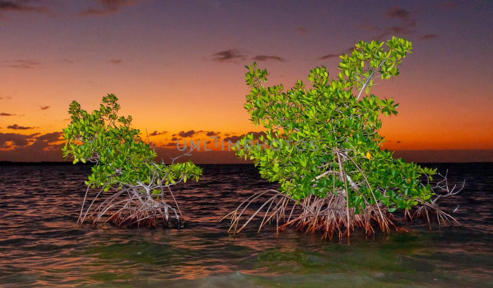 Coastal thickets. Mangroves at low tide in the Gulf of Mexico, Florida, USA.