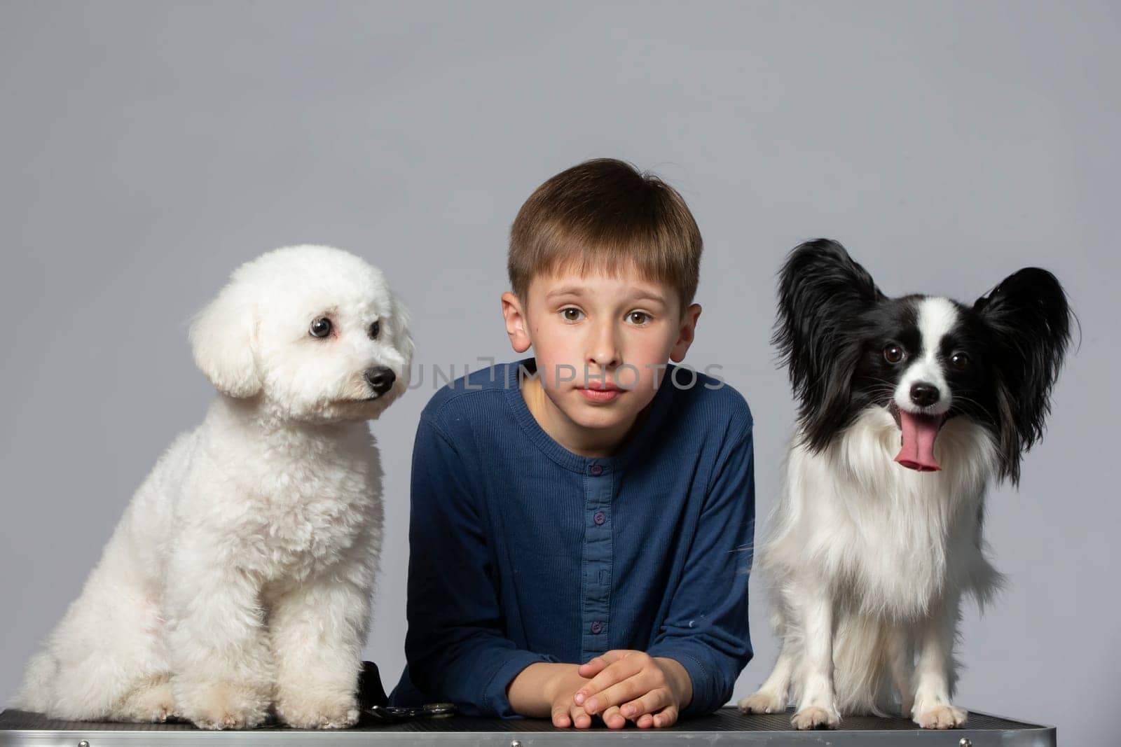 Little boy with funny domestic dogs. Child with Papillon and Bichon dogs. Pets with owner. by Sviatlana