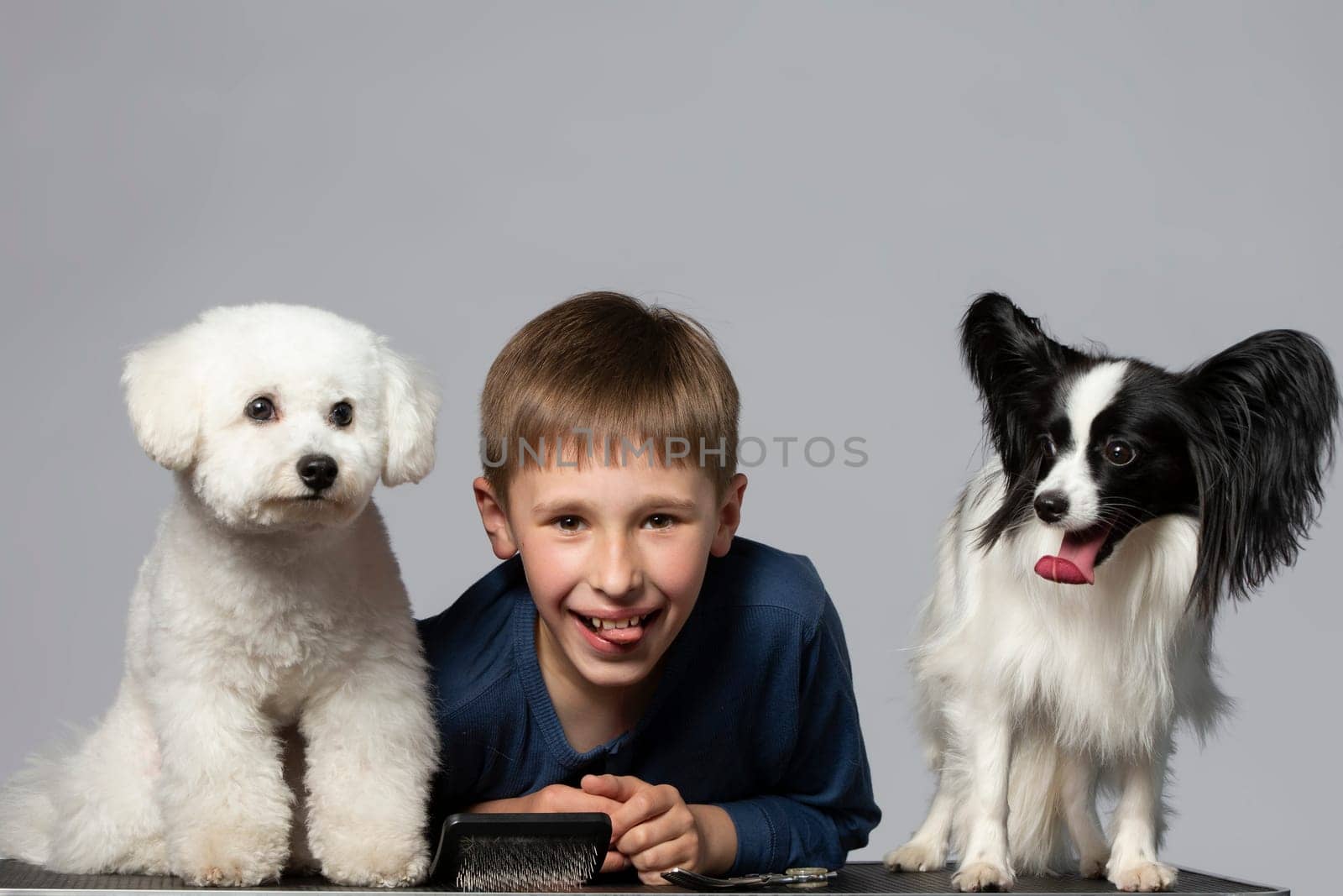 Little boy with funny domestic dogs. Child with Papillon and Bichon dogs. Pets with owner.