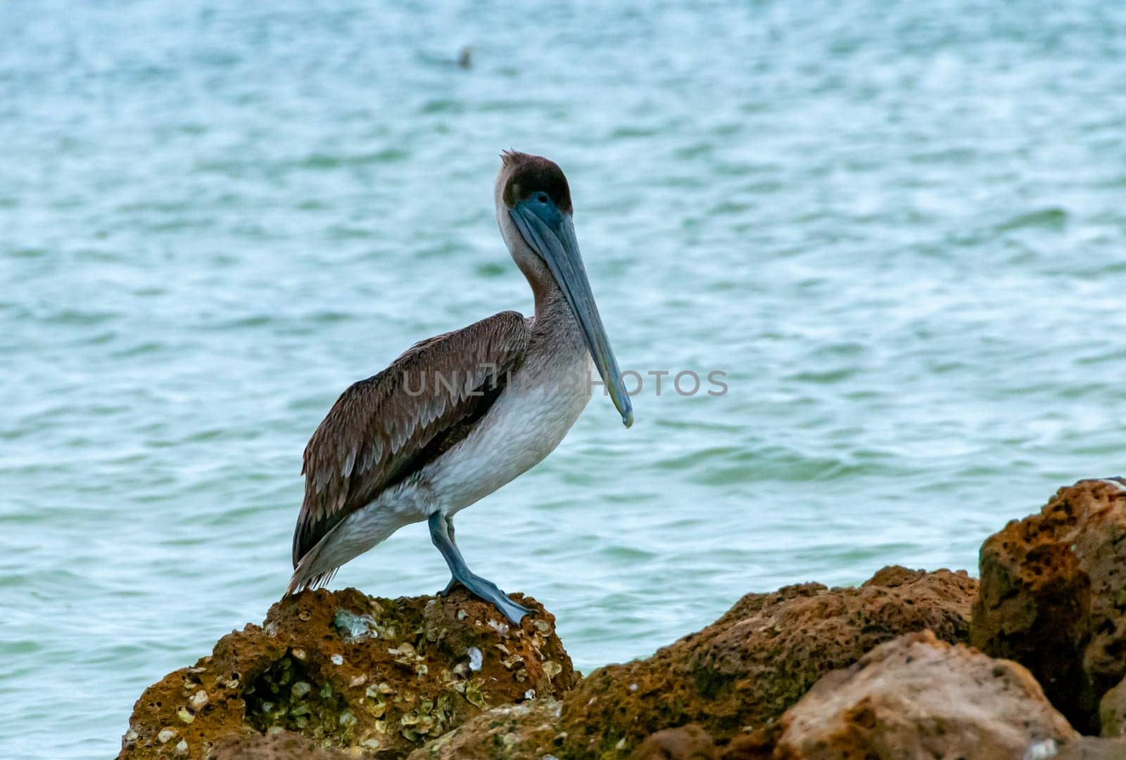 Brown Pelican (Pelecanus occidentalis), an adult bird resting on a rock in the Gulf of Mexico, Florida