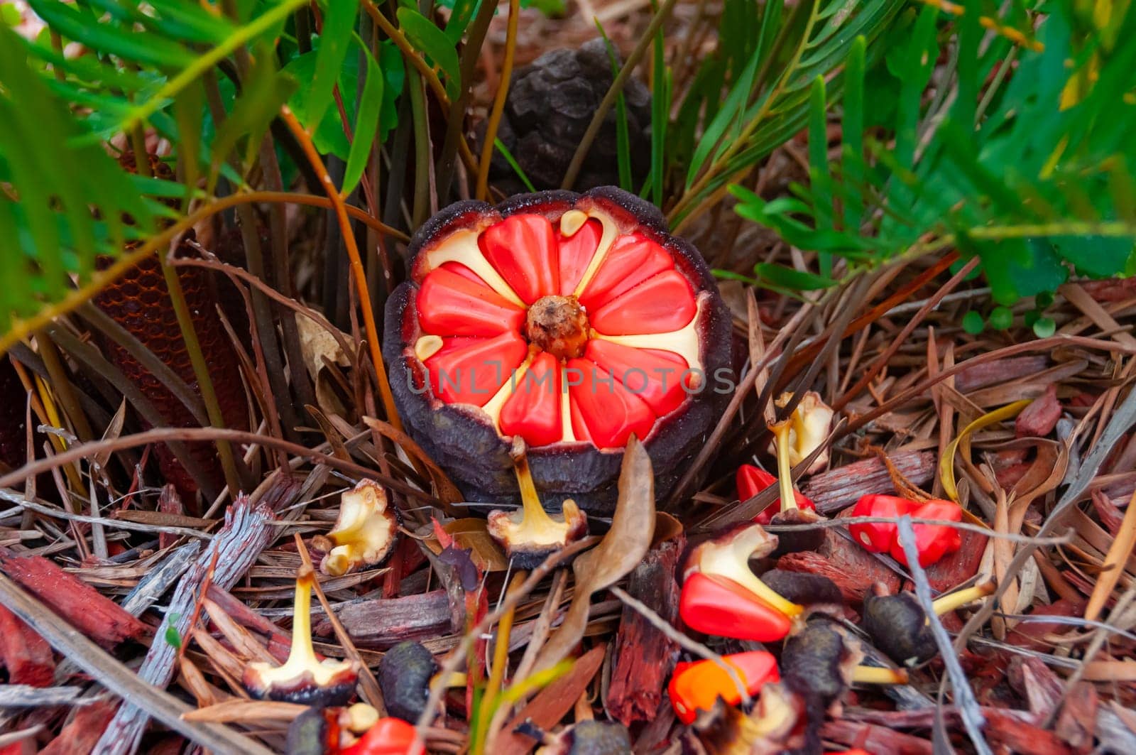 Coontie palm (Zamia integrifolia, Zamia floridana), fruit with red seeds, Florida USA