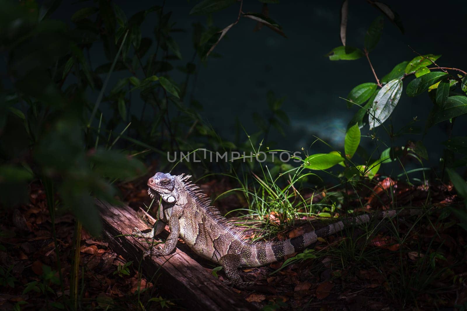 A striking iguana basks in the sunlight amid a lush green forest, with space for text. Witness a unique moment of raw wildlife in its natural habitat.