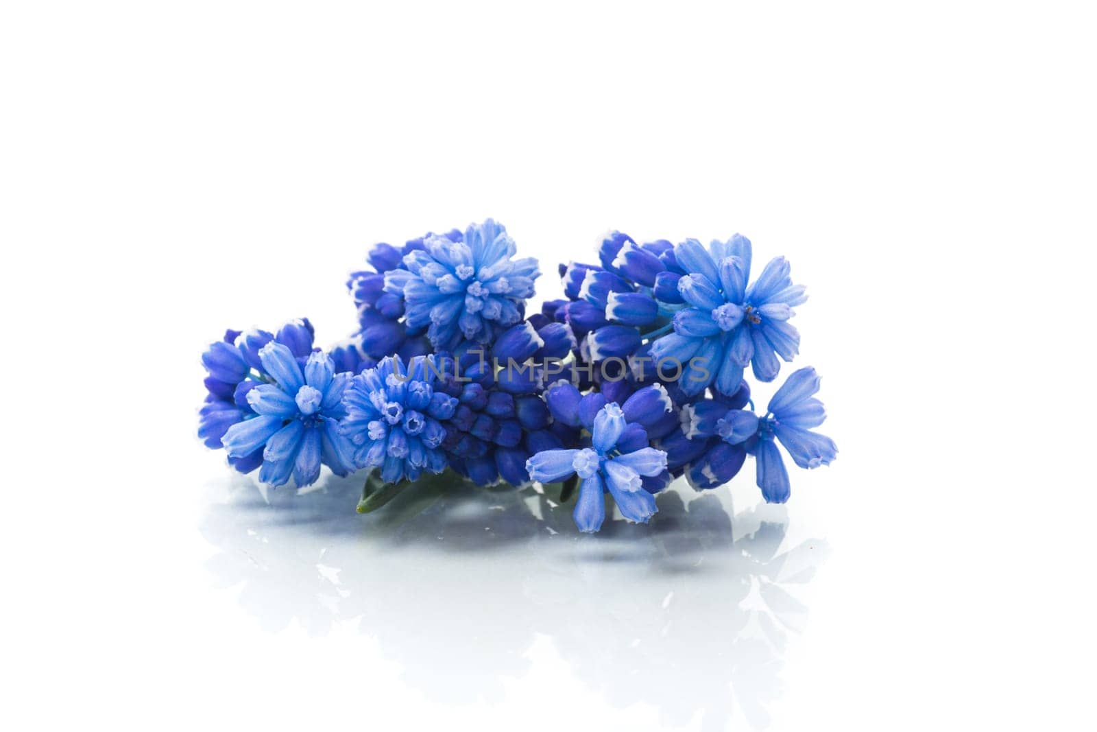 cute spring little colored flowers isolated on white background