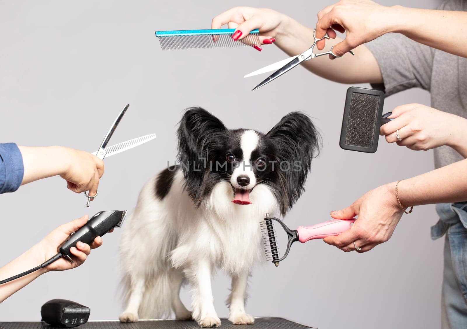 Professional dog care in a specialized salon. Groomers hold tools in their hands on a gray background. Papillon dog on the background of a grooming tool. by Sviatlana