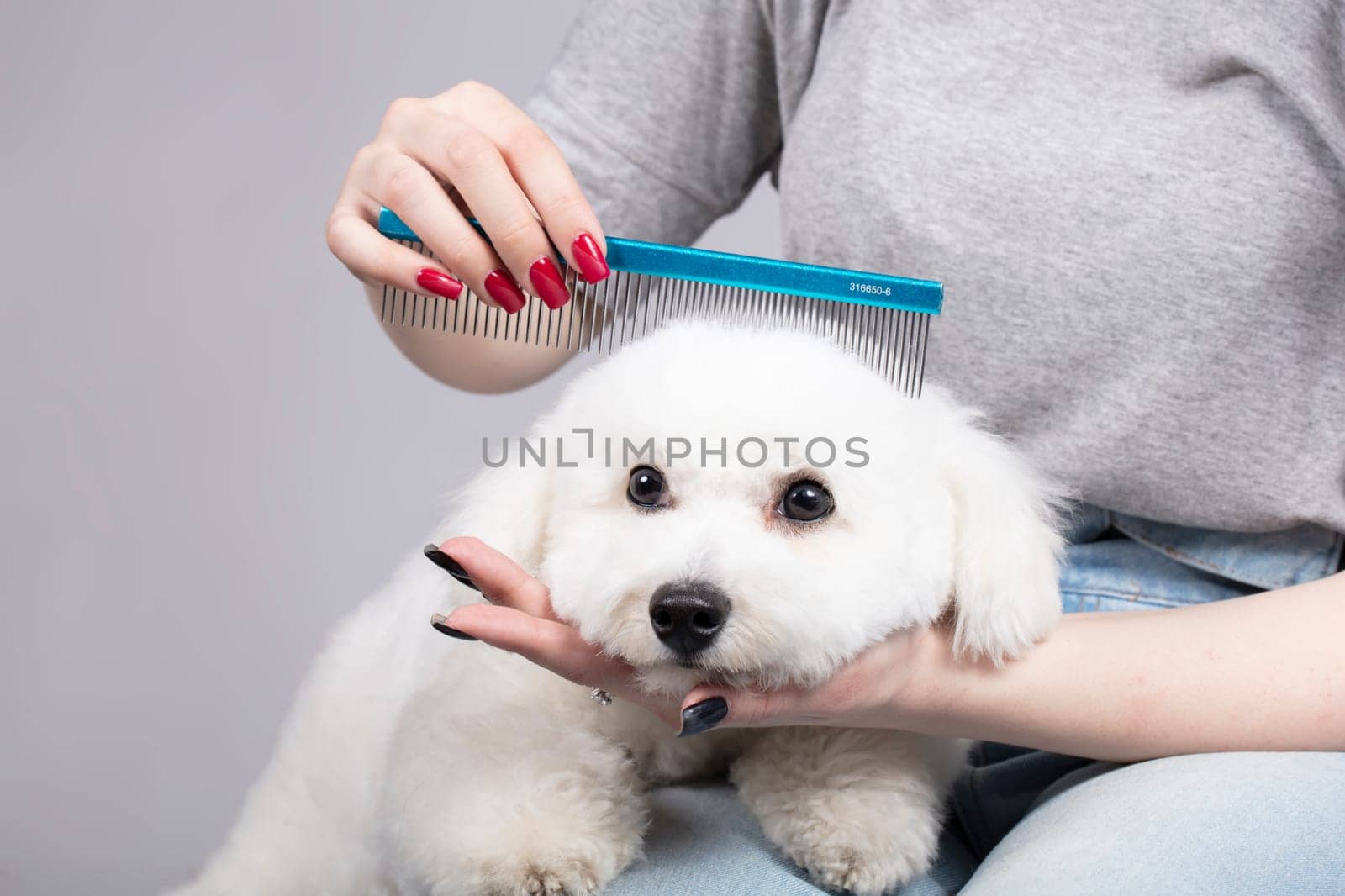 The dog is sheared in the salon to care for the surfaces of animals. Close-up of a bichon dog with a comb. Groomer concept. by Sviatlana