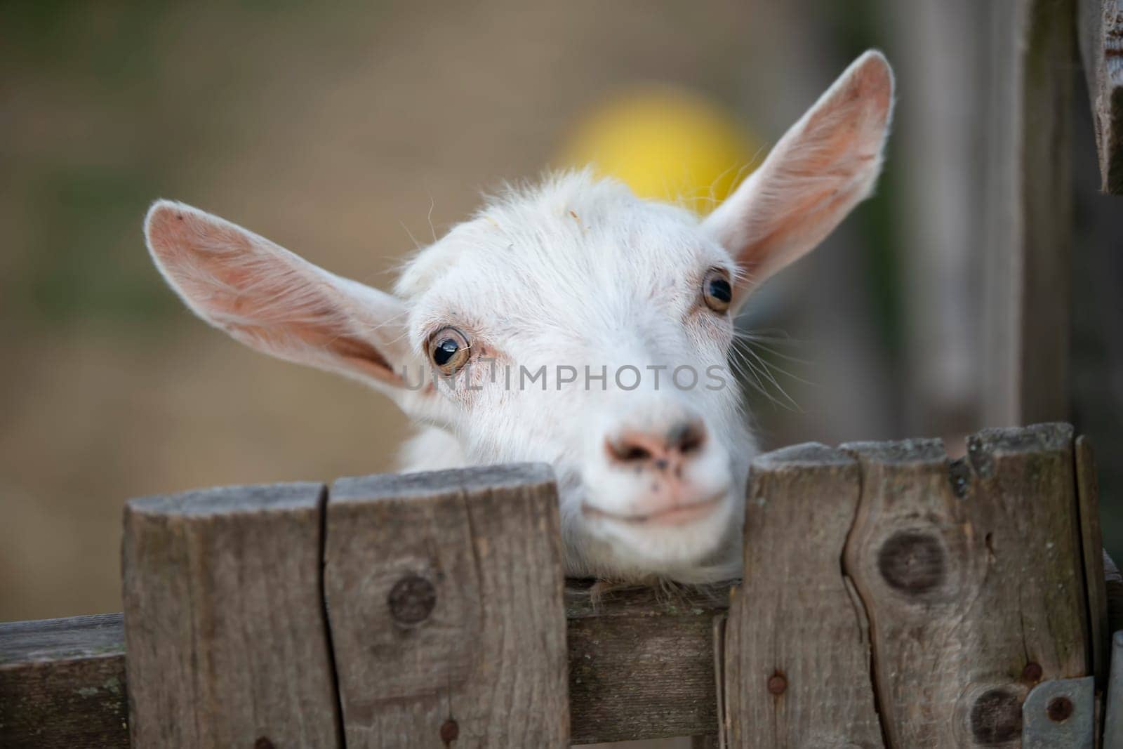 Goat on a rural farm close-up. A funny interested white goat without a horn peeks out from behind a wooden fence. The concept of farming and animal husbandry. Agriculture and dairy production.