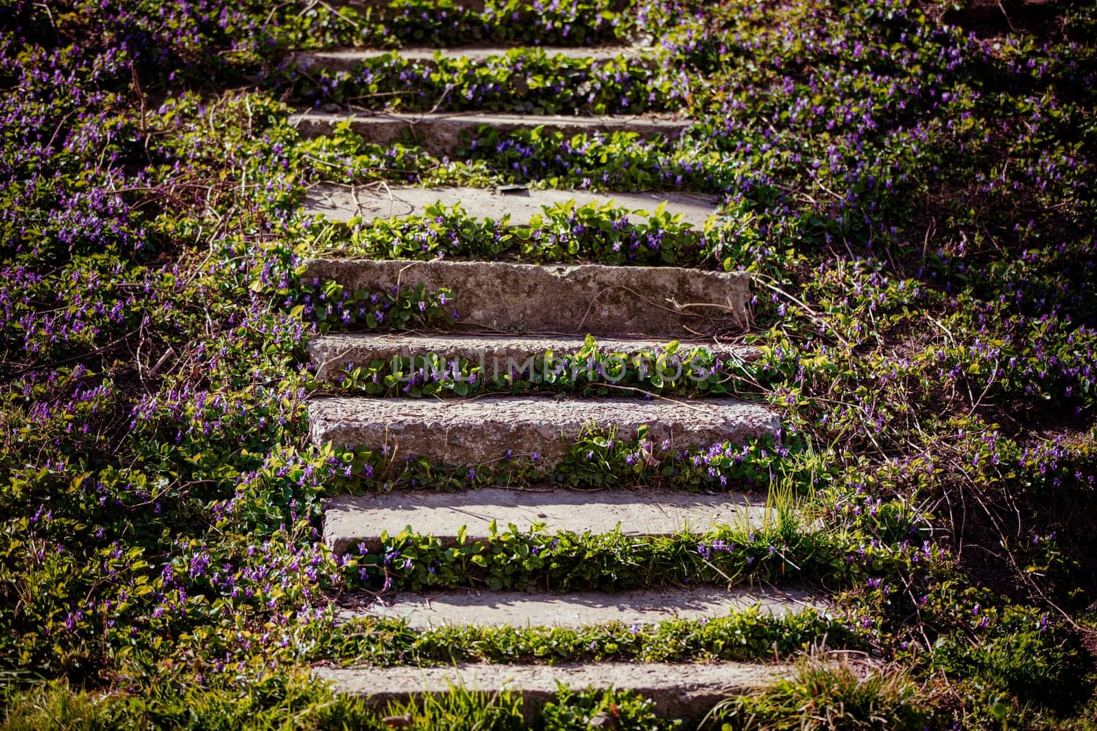 Abandoned staircase overgrown with flowers.