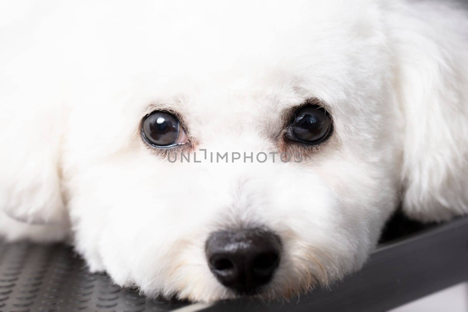 Bichon dog looking at the camera. by Sviatlana