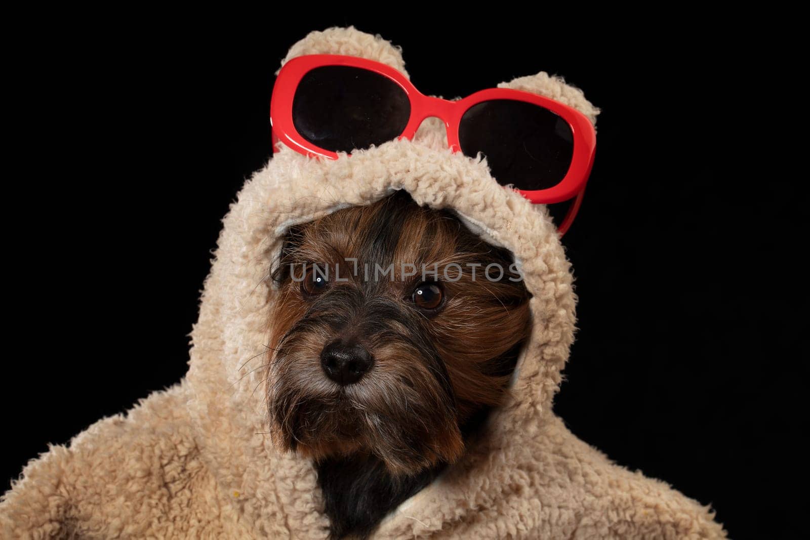 Yorkshire terrier in beautiful clothes. Glamor fashionable dog in a fur coat and glasses. Designer clothes for dogs.