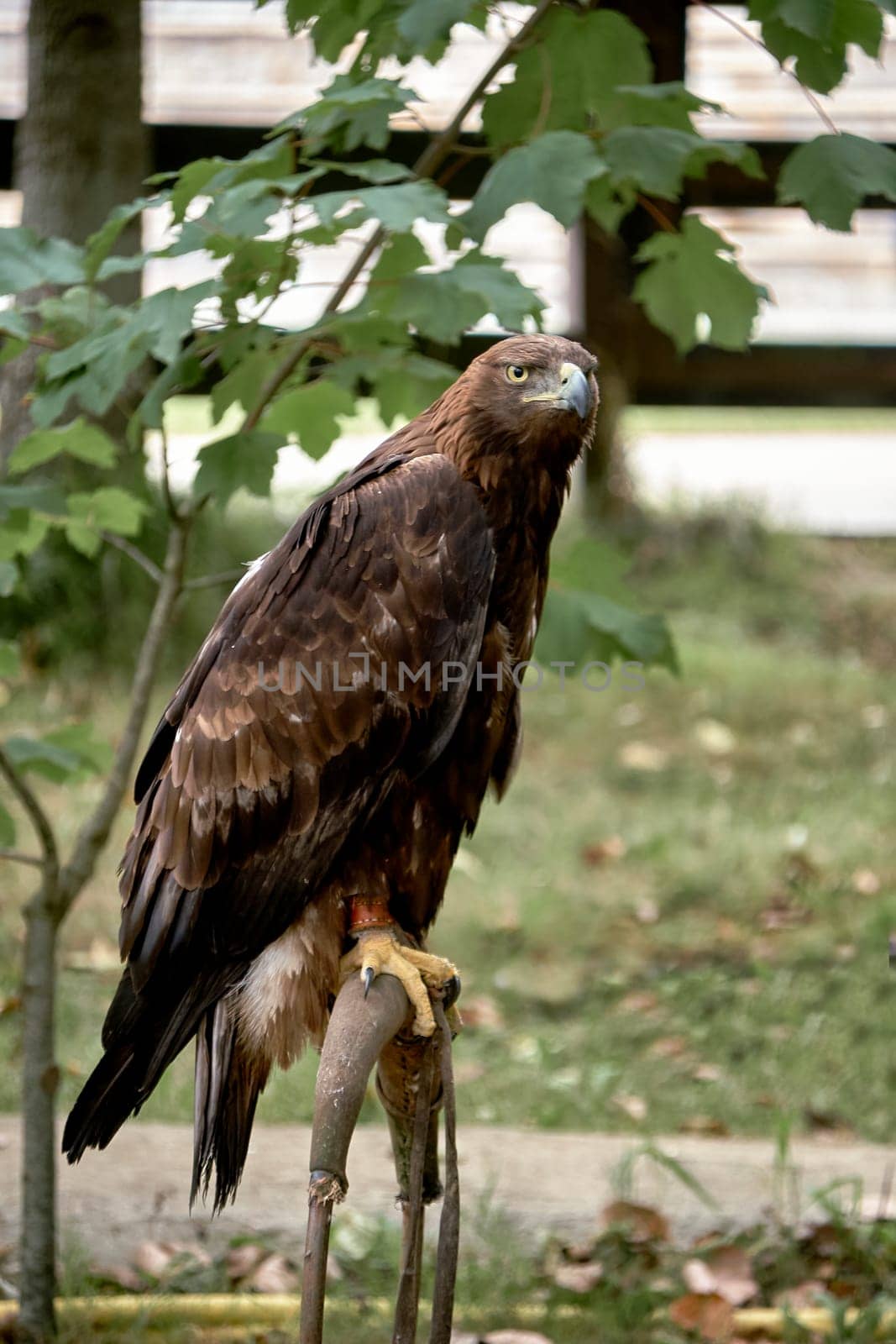 Golden eagle perched on a pole. Aquila chrysaetos. Prisoner, bound, background out of focus, resting,
