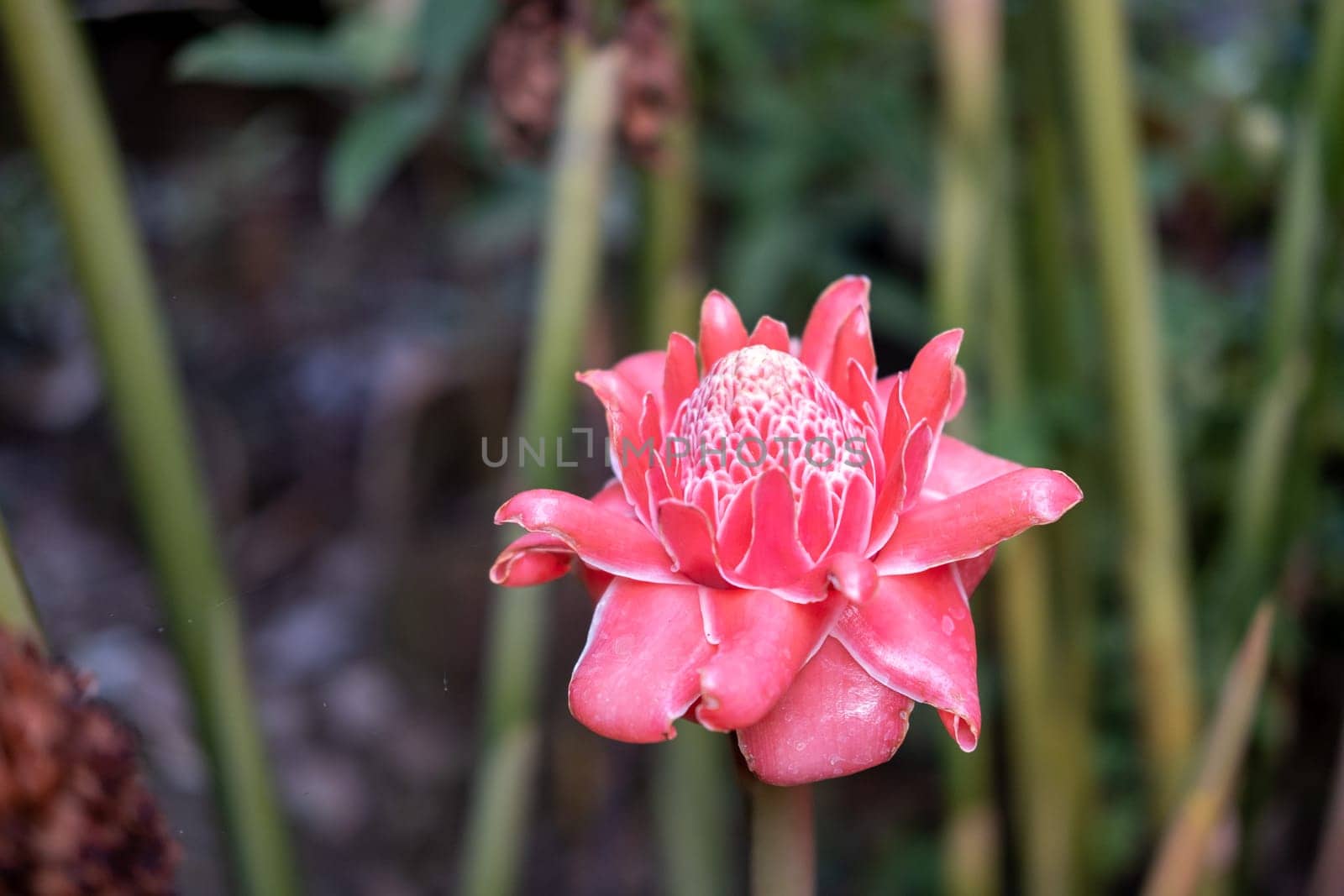 Closed up Torch ginger with blurred green background, torch ginger flower, red torch ginger with beautiful line up by wuttichaicci