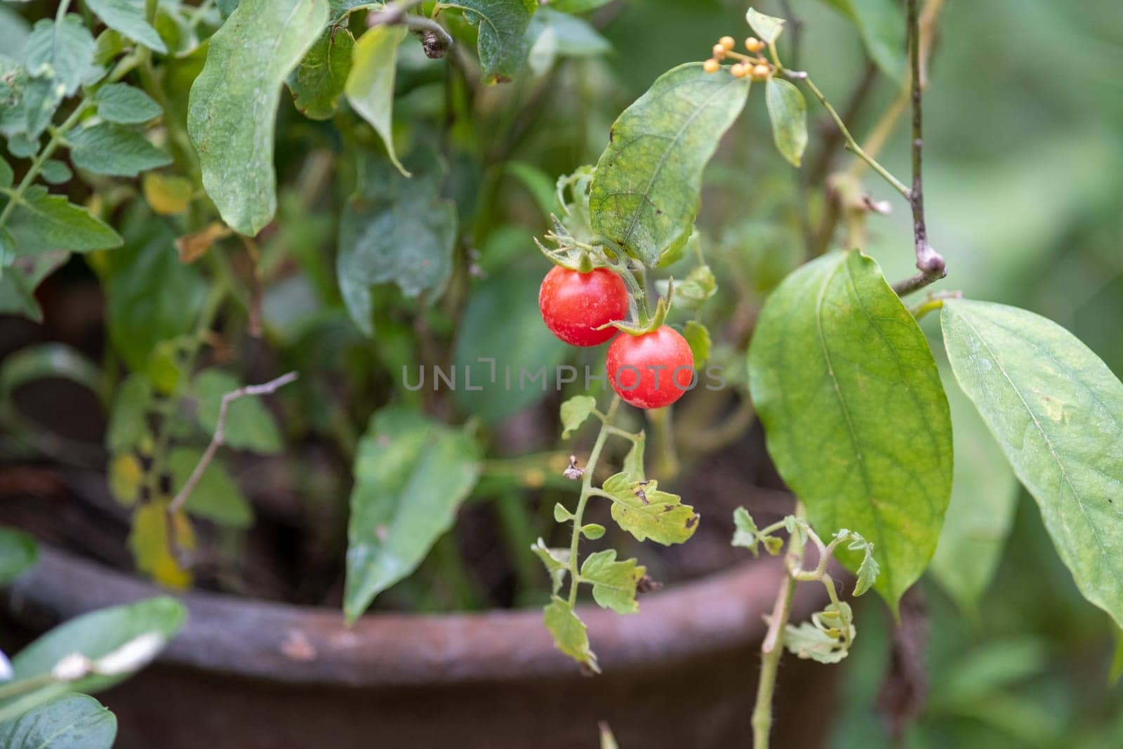 branch of fresh tiny tomatoes hanging on tree in garden, little tomato fruits in growth in garden forest tree by wuttichaicci