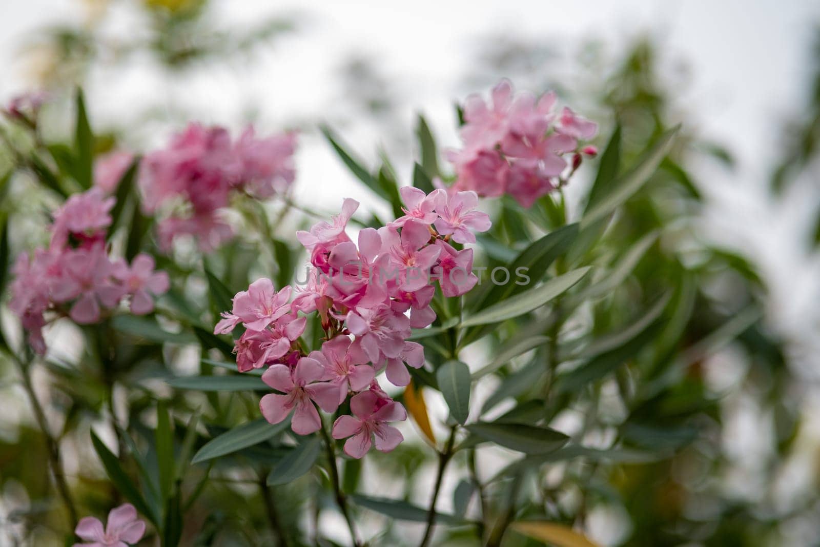 Pink oleander flower Nerium oleander, delicate flowers of pink oleander, bush blooms in the garden in summer. High quality photo