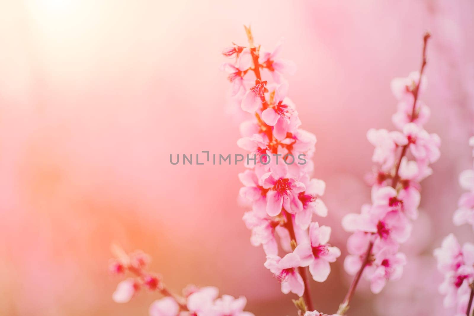 A peach blooms in the spring garden. Beautiful bright pale pink background. A flowering tree branch in selective focus. A dreamy romantic image of spring. Atmospheric natural background by Matiunina