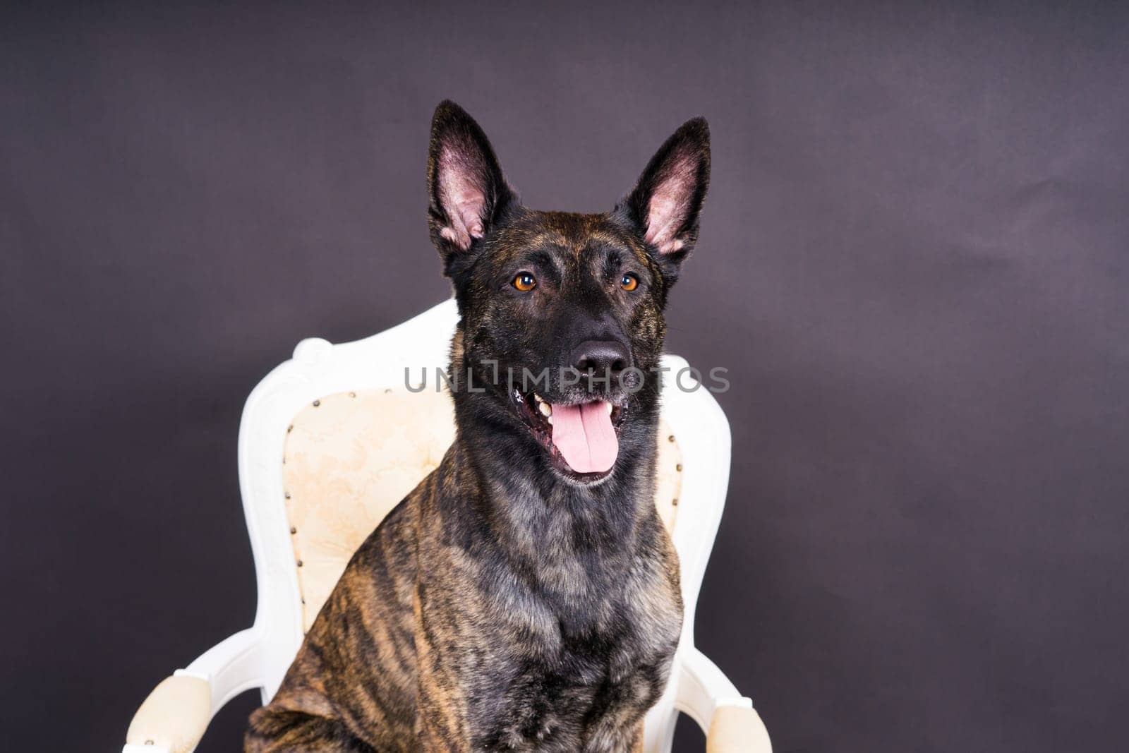 Dutch shepherd dog sitting in a chair in a studio