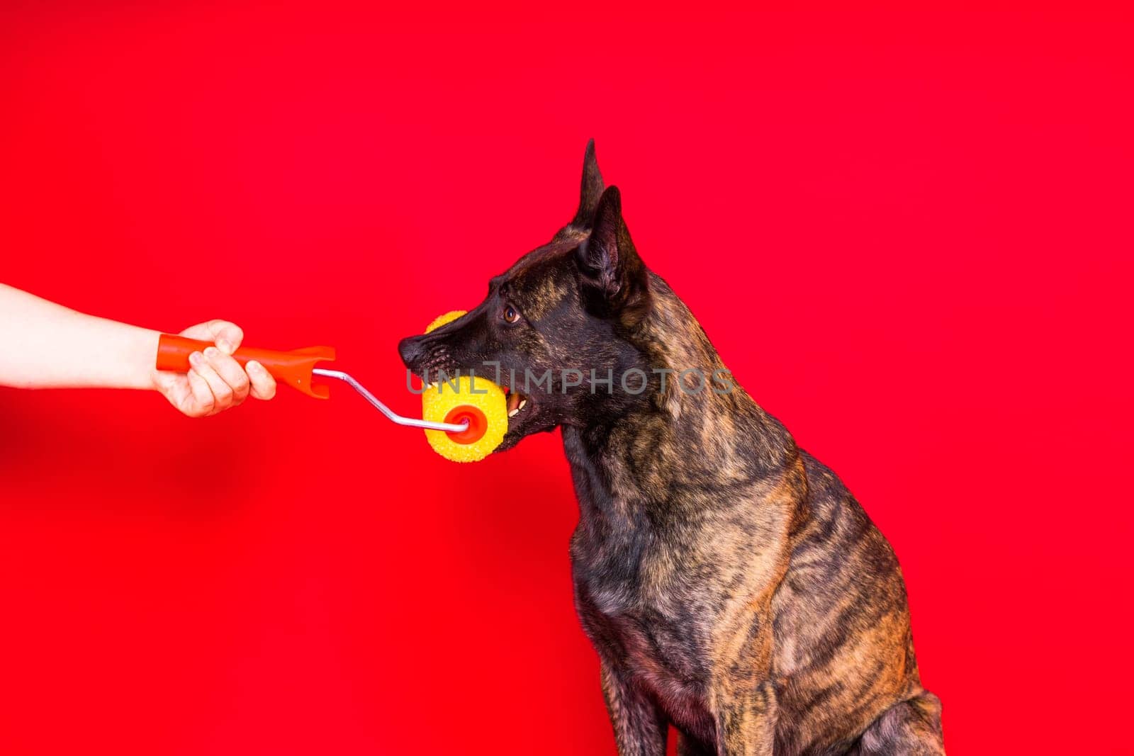 A dog builder is holding a roller brusht. Red yellow background. Isolated. Dutch shepherd by Zelenin