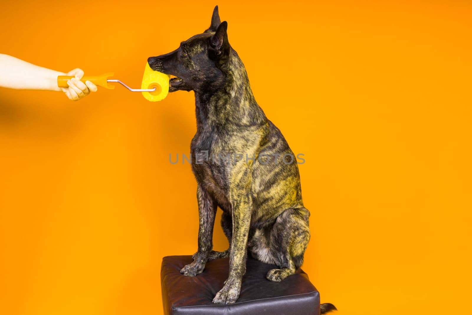 A dog builder is holding roller brusht. Red yellow background. Isolated. Dutch shepherd