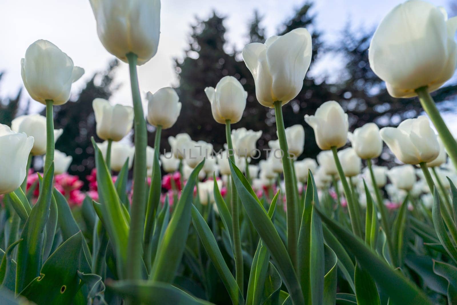 Tulip in a flower bed, white flowers against the sky and trees, spring flowers. by Matiunina