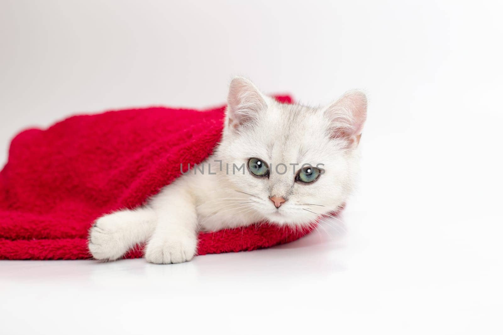 One white kitten lies in a red towel on a white background. Copy space.