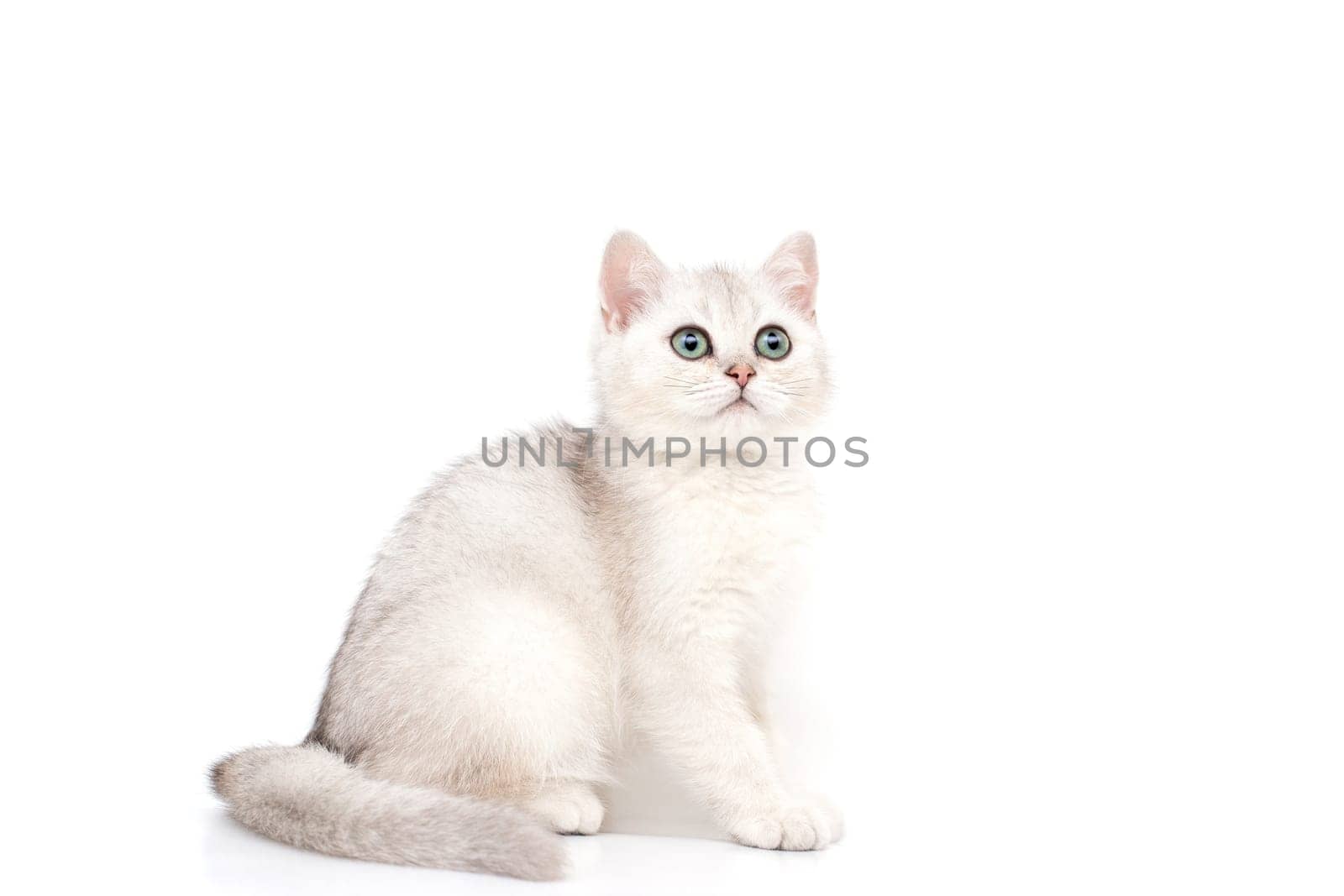 A beautiful white kitten British breed sits on a white background, looks up. Copy space. Isolated