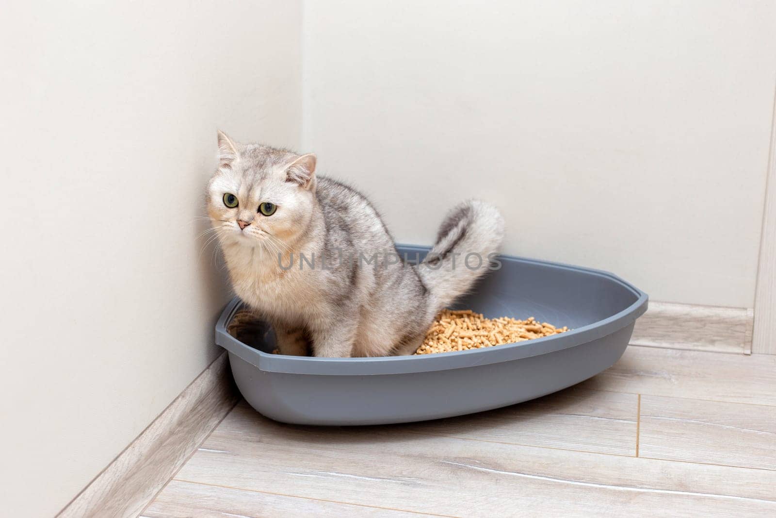 A beautiful gray British cat is defecate into a large gray triangular plastic litter box for a cat, filled with pressed sawdust, on the floor in the corner of a bright room on the floor.