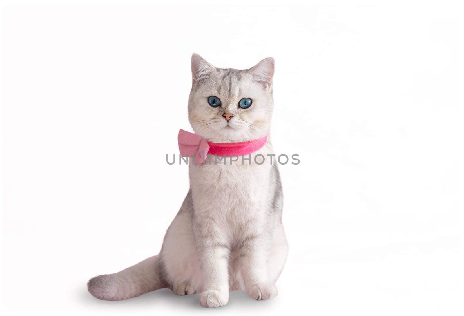 Adorable blue-eyed white british cat in a pink bow tie sits on a white isolated background. Copy space