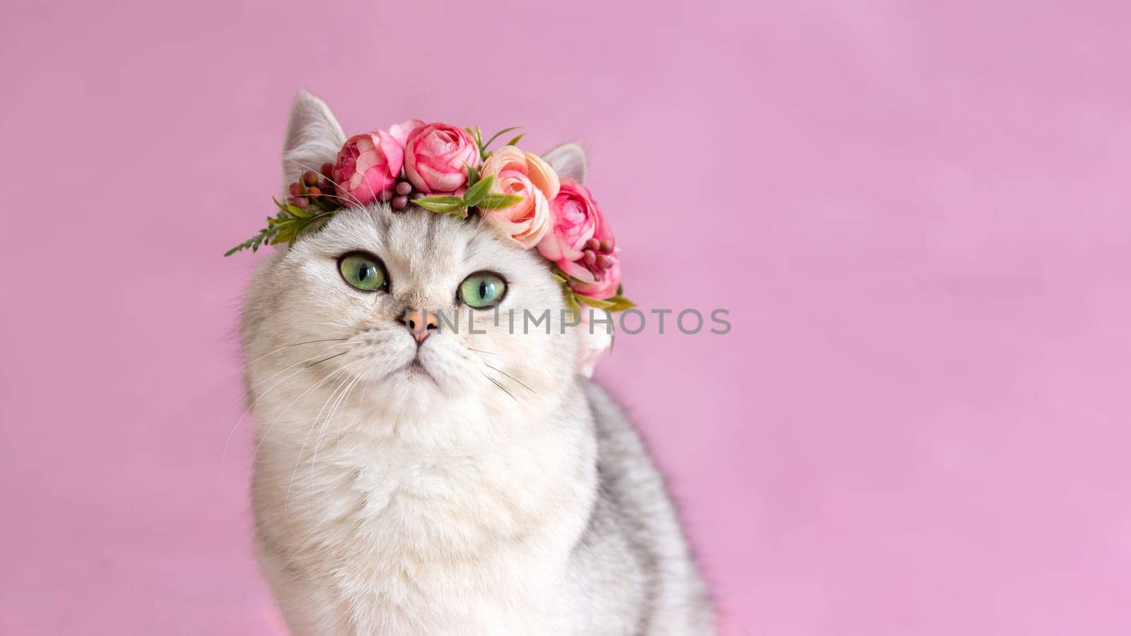 Wide banner. Beautiful white british cat with blue eyes wearing a crown of flowers on a pink background. Close up. Copy space