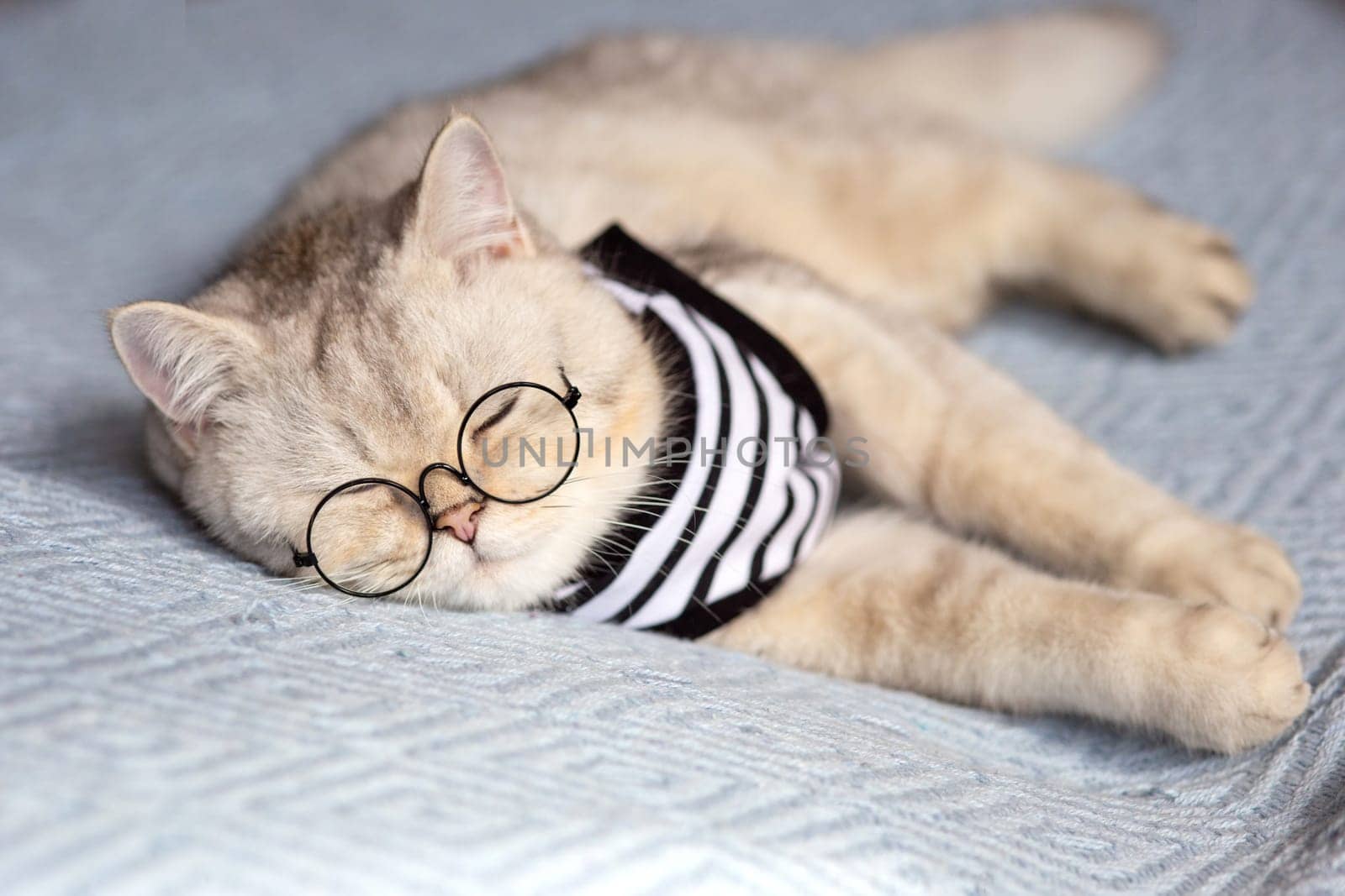 Funny white cat with glasses and a striped T-shirt sleeps on a blanket