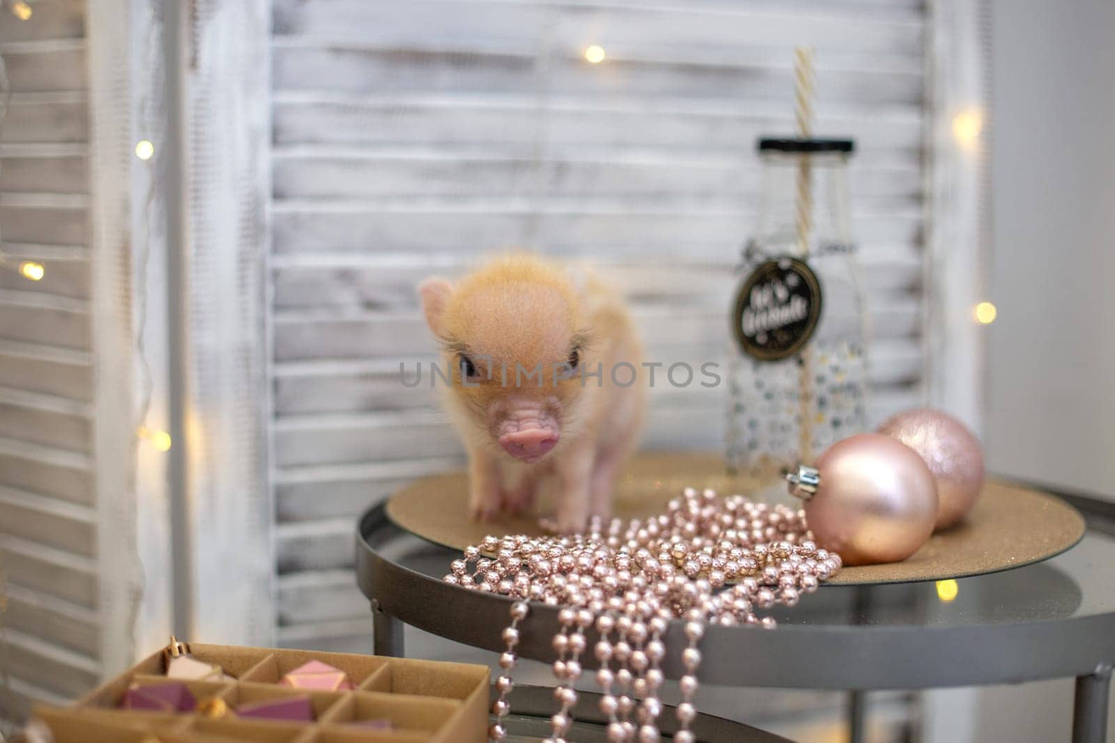 One cute little pink mini pig is standing on a glass round table, next to it are pink beads and Christmas balls.
