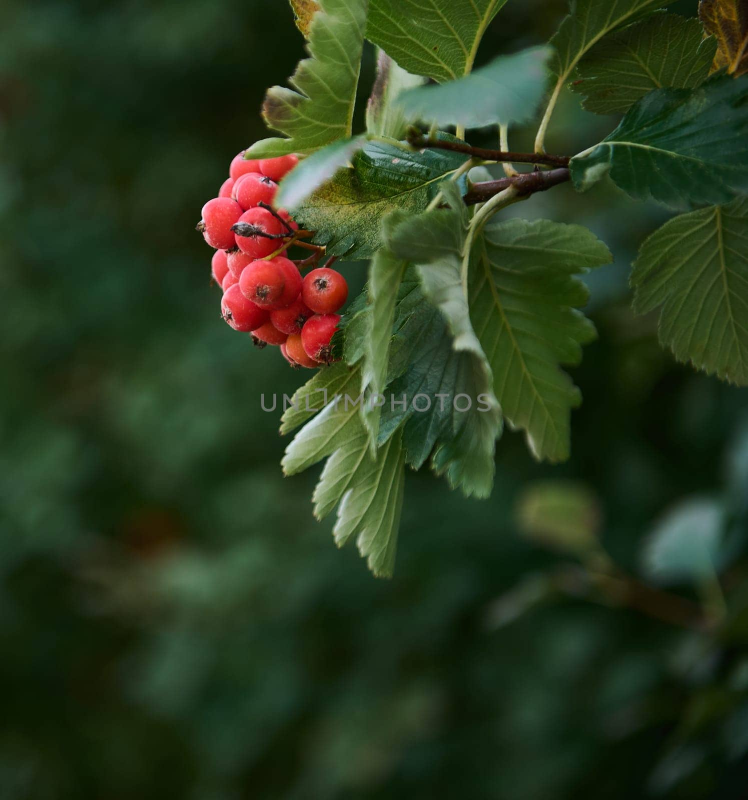 Still life of a bunch of red rowan hanging on a tree branch. Plants and nature. Close-up