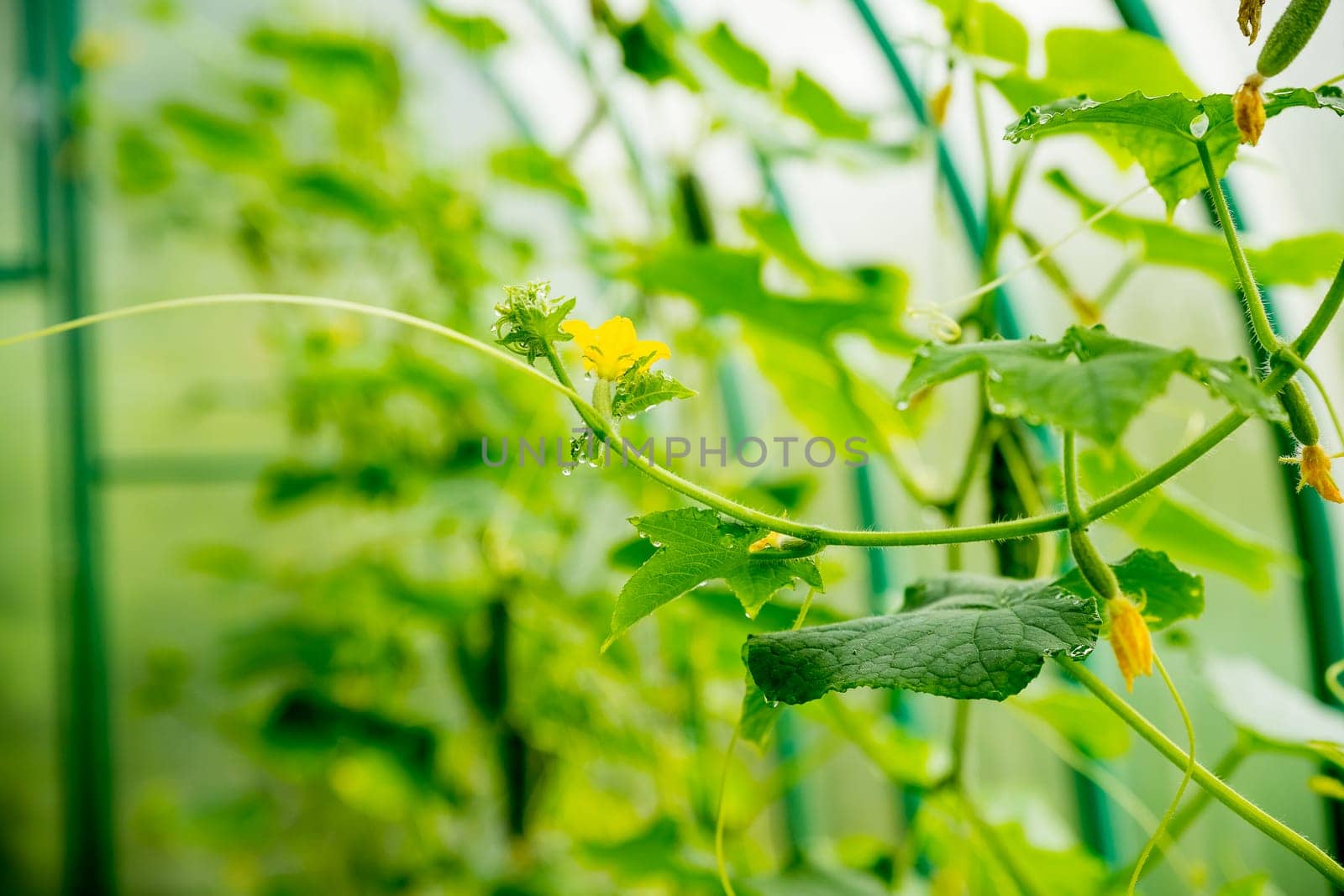 The growth and flowering of greenhouse cucumbers. Growing organic food products. Cucumber harvest. High quality photo