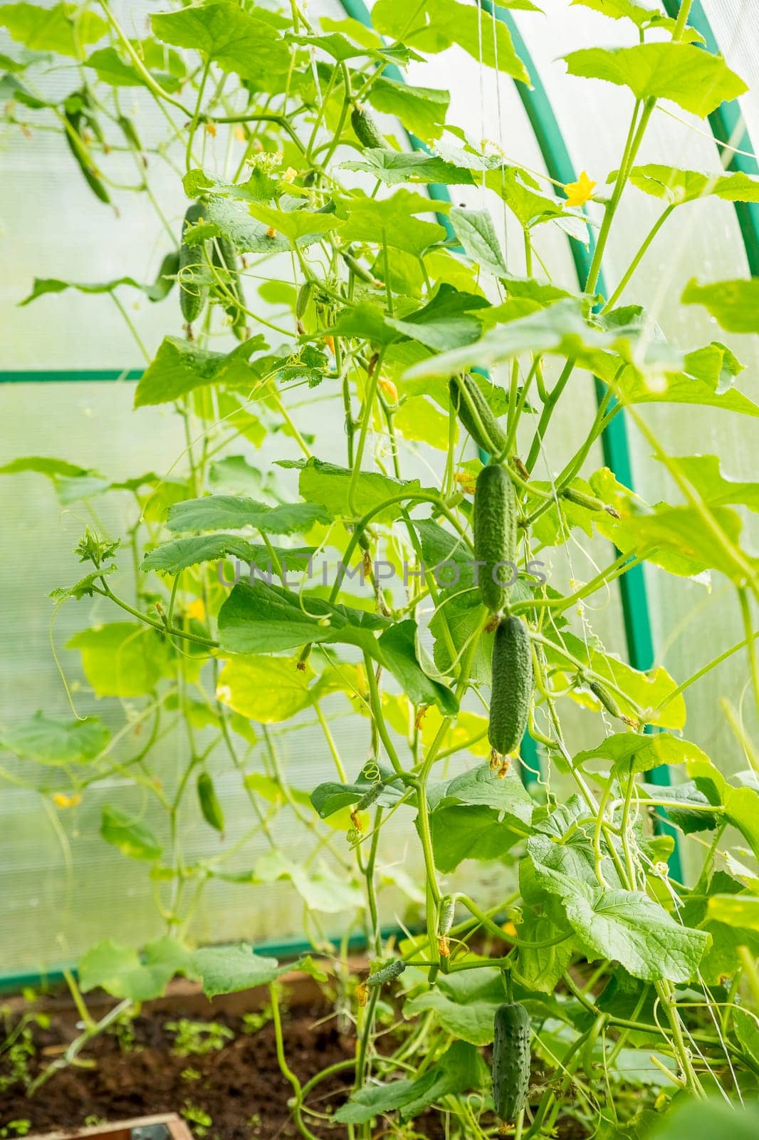 The growth and flowering of greenhouse cucumbers. Growing organic food products. Cucumber harvest. High quality photo