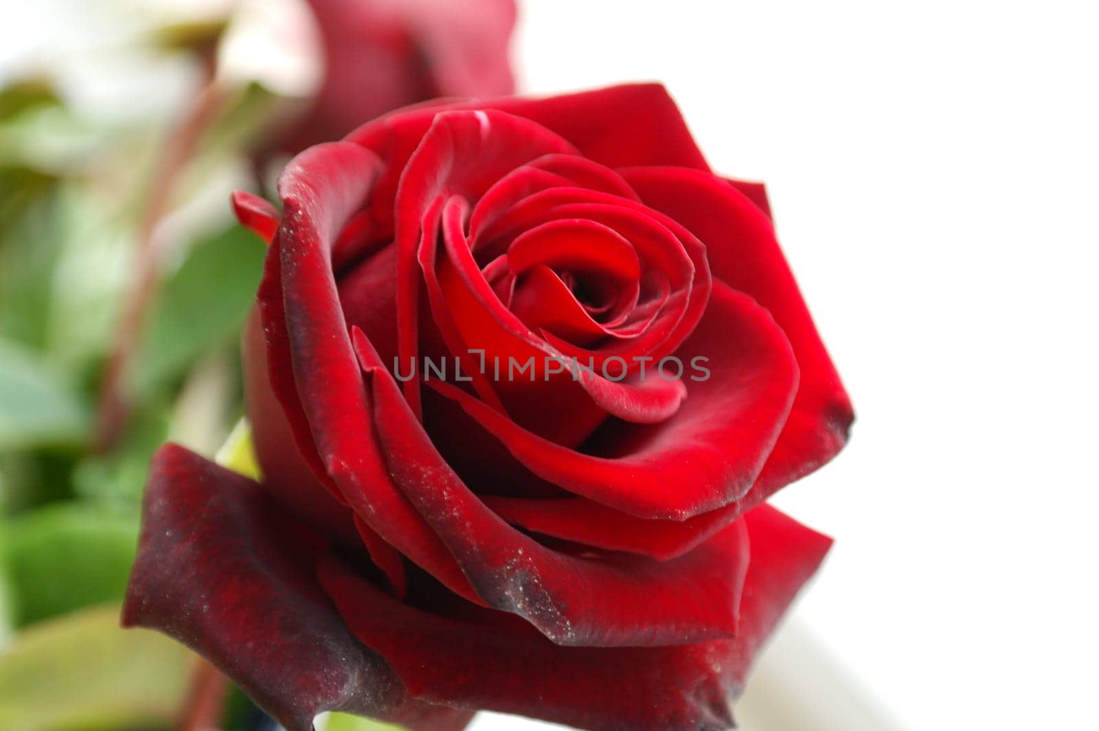 Red rose over blurred background, spring and summer season by fireFLYart