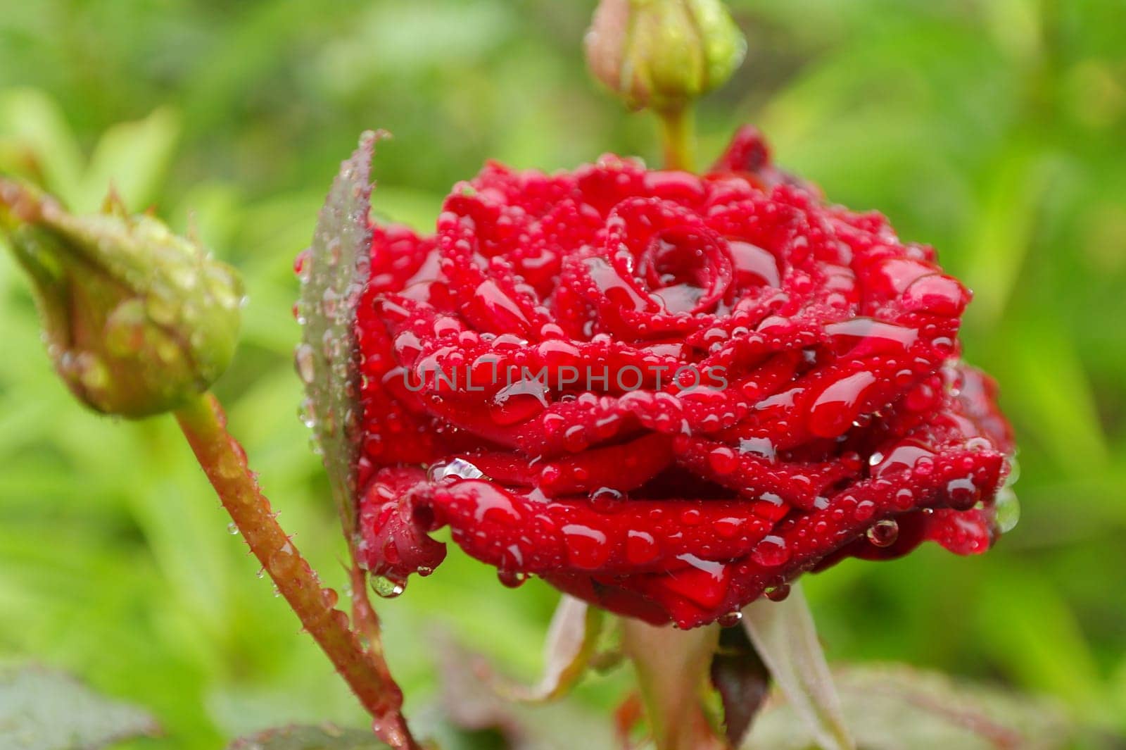 Closeup beautiful red rose or coral color rose with water drops. Red rose flower macro in rain on garden.