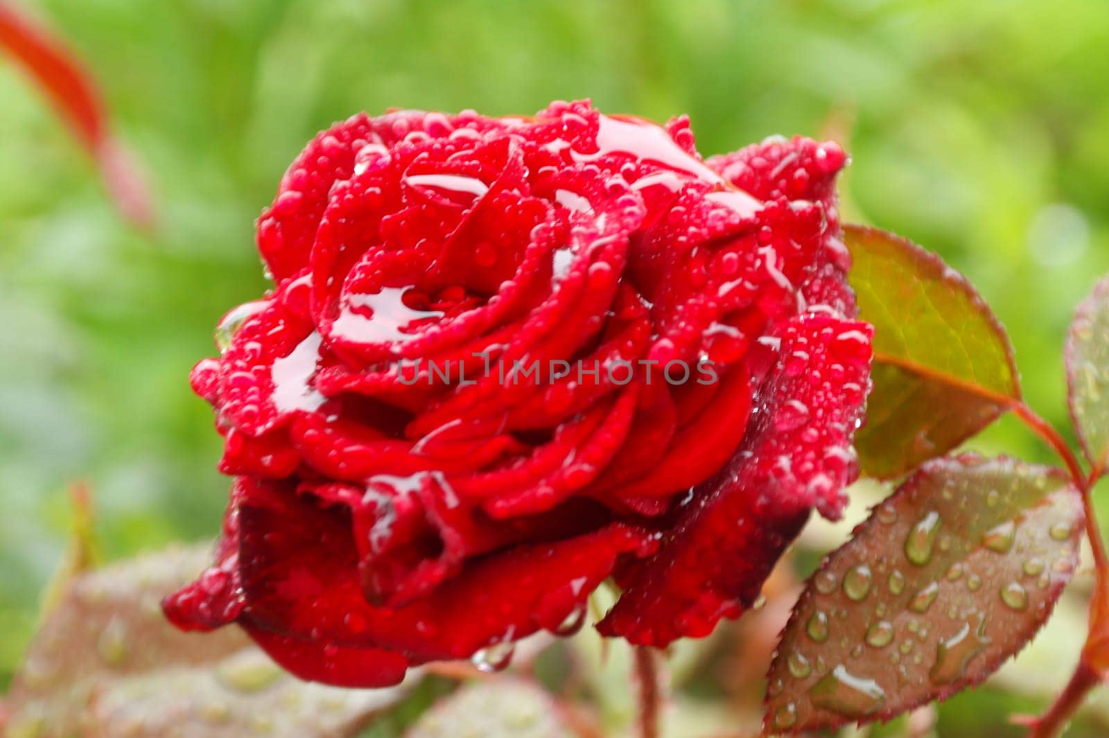 Beautiful red rose with waterdrops. Selective focus by fireFLYart