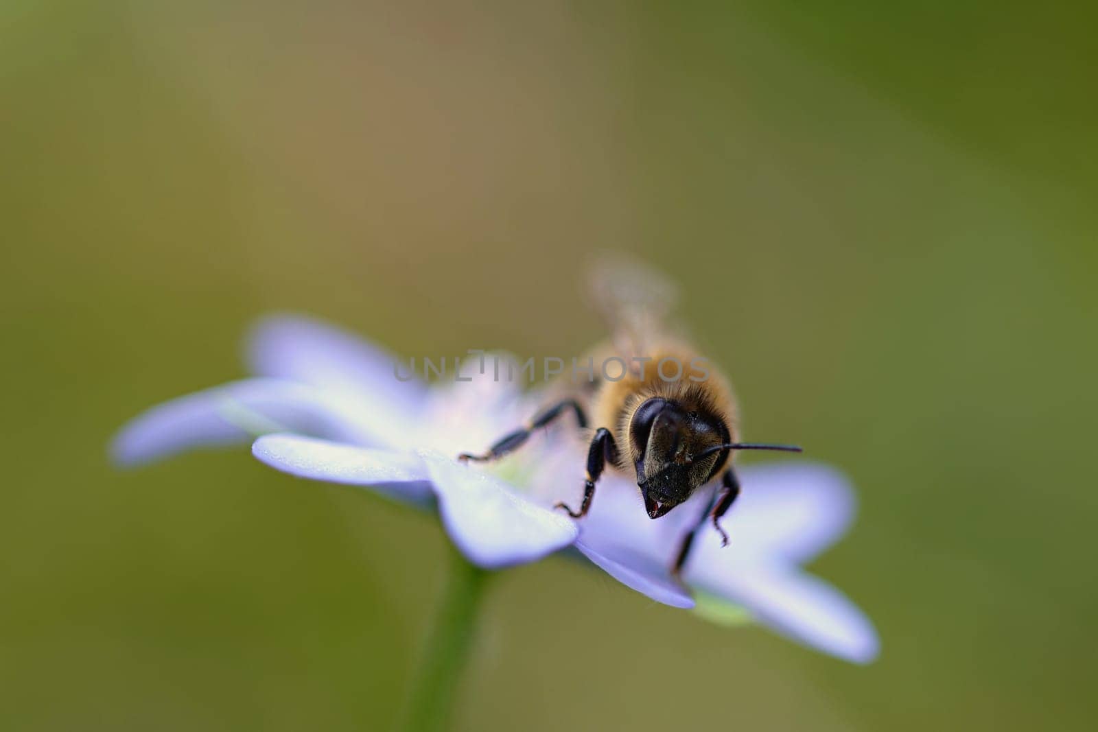 Bee on a flower. Macro shot of nature. by Montypeter