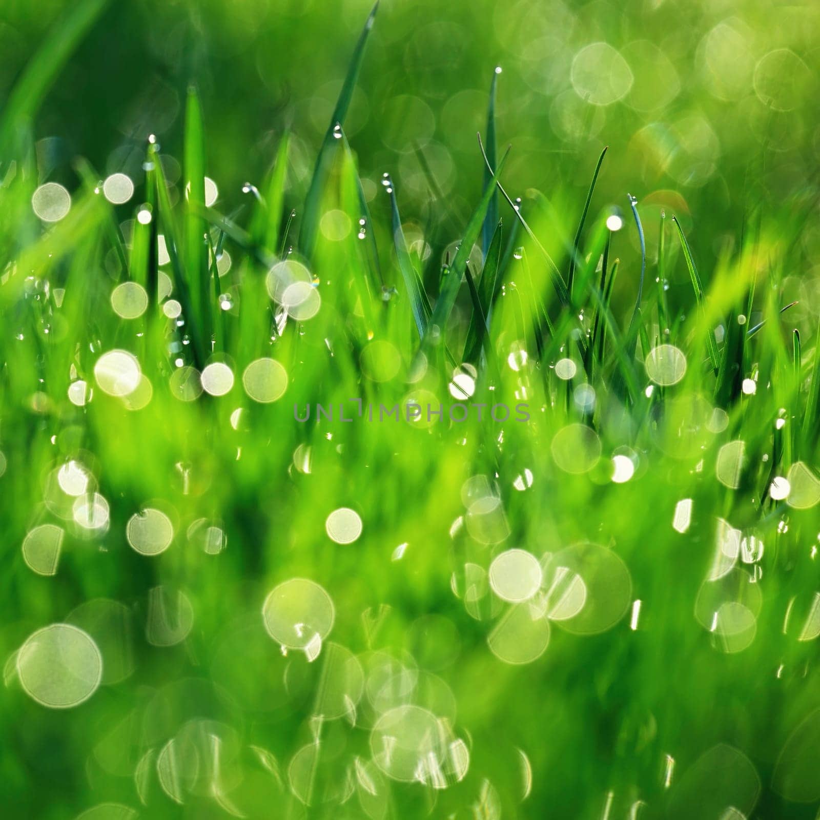 Green nature. Beautiful close up photo of nature. Green grass with dew drops. Colorful spring background with morning sun and natural green plants landscape, ecology, fresh wallpaper concept with copy space. by Montypeter