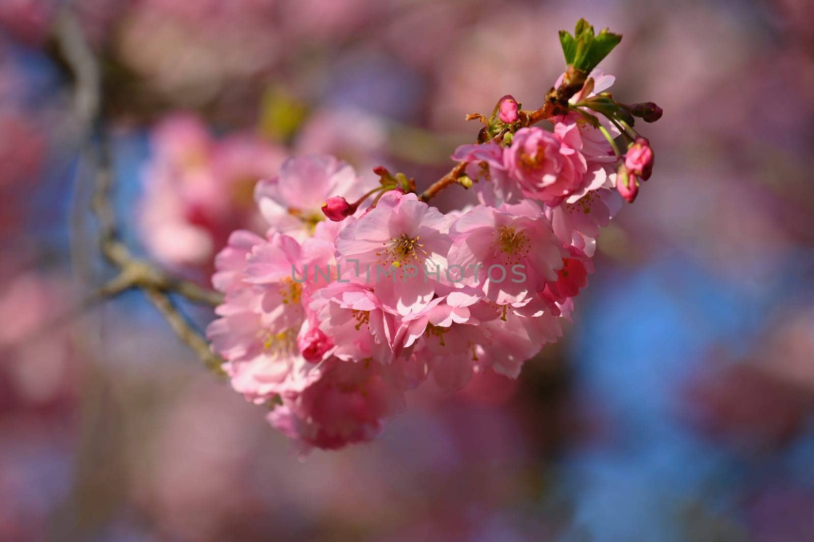 Springtime. Beautiful floral spring abstract background of nature. Blooming branches of trees for spring greeting cards with copy space.