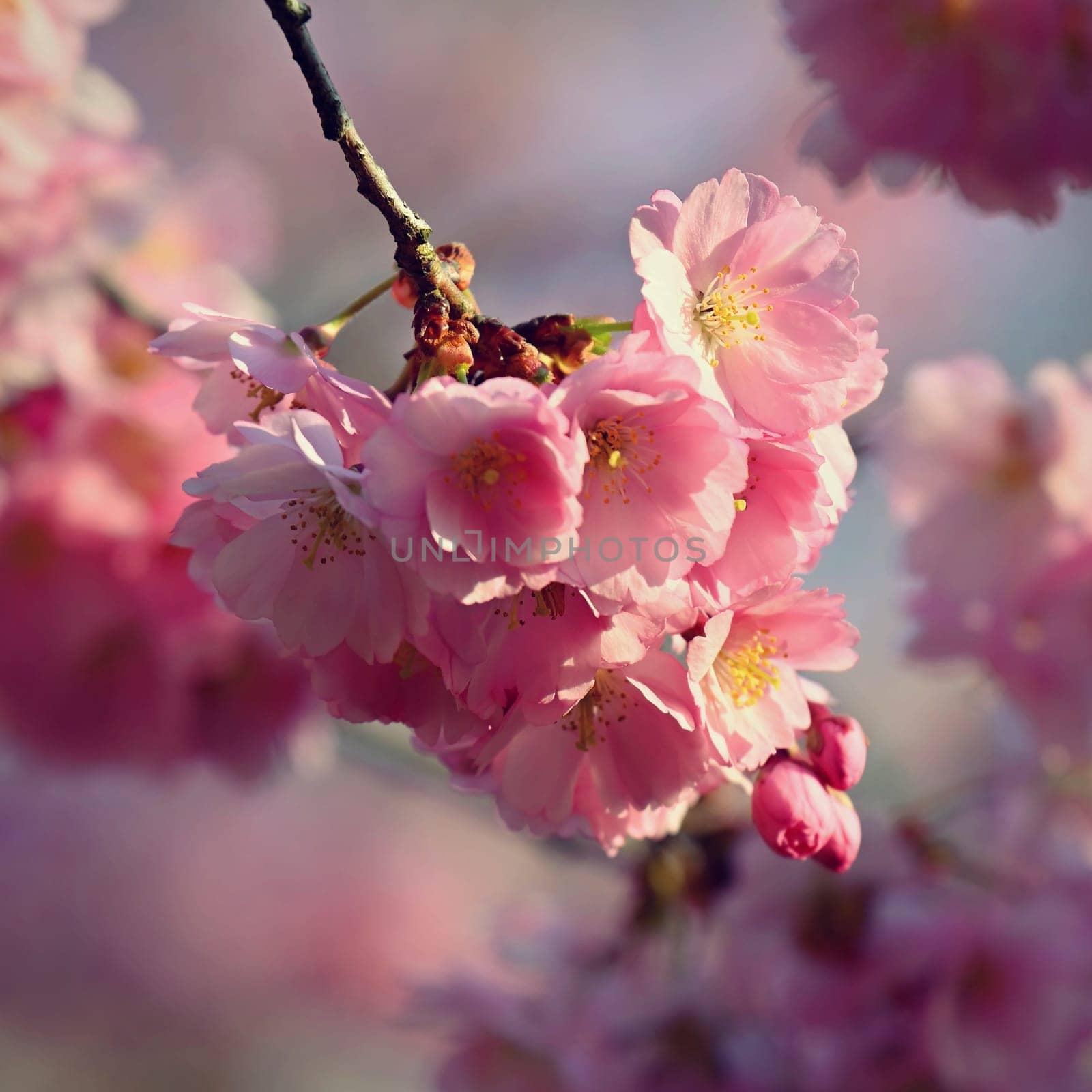 Springtime. Beautiful floral spring abstract background of nature. Blooming branches of trees for spring greeting cards with copy space. by Montypeter