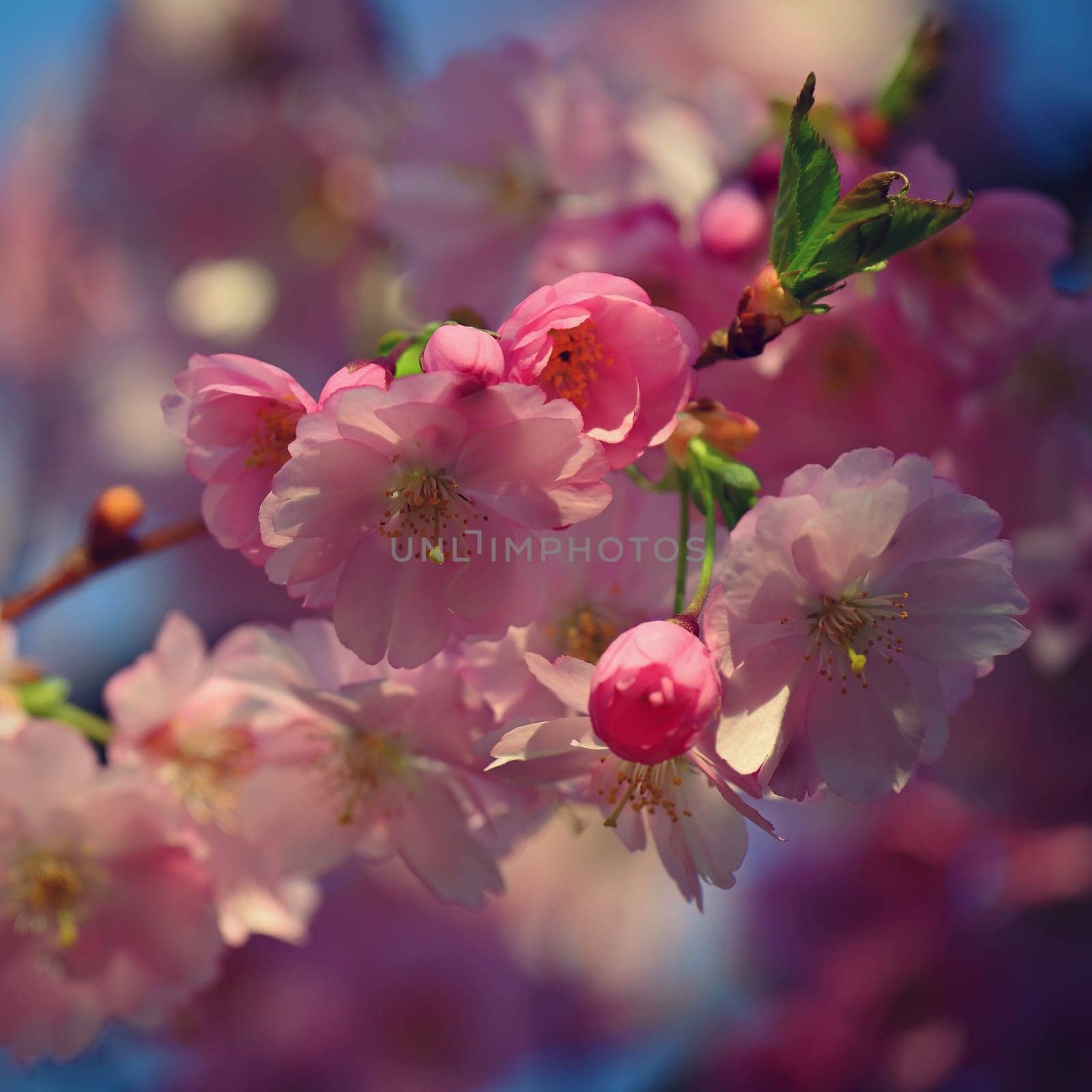 Spring background. Beautiful colorful blooming spring tree. Japanese cherry - Sakura. Nature background. by Montypeter