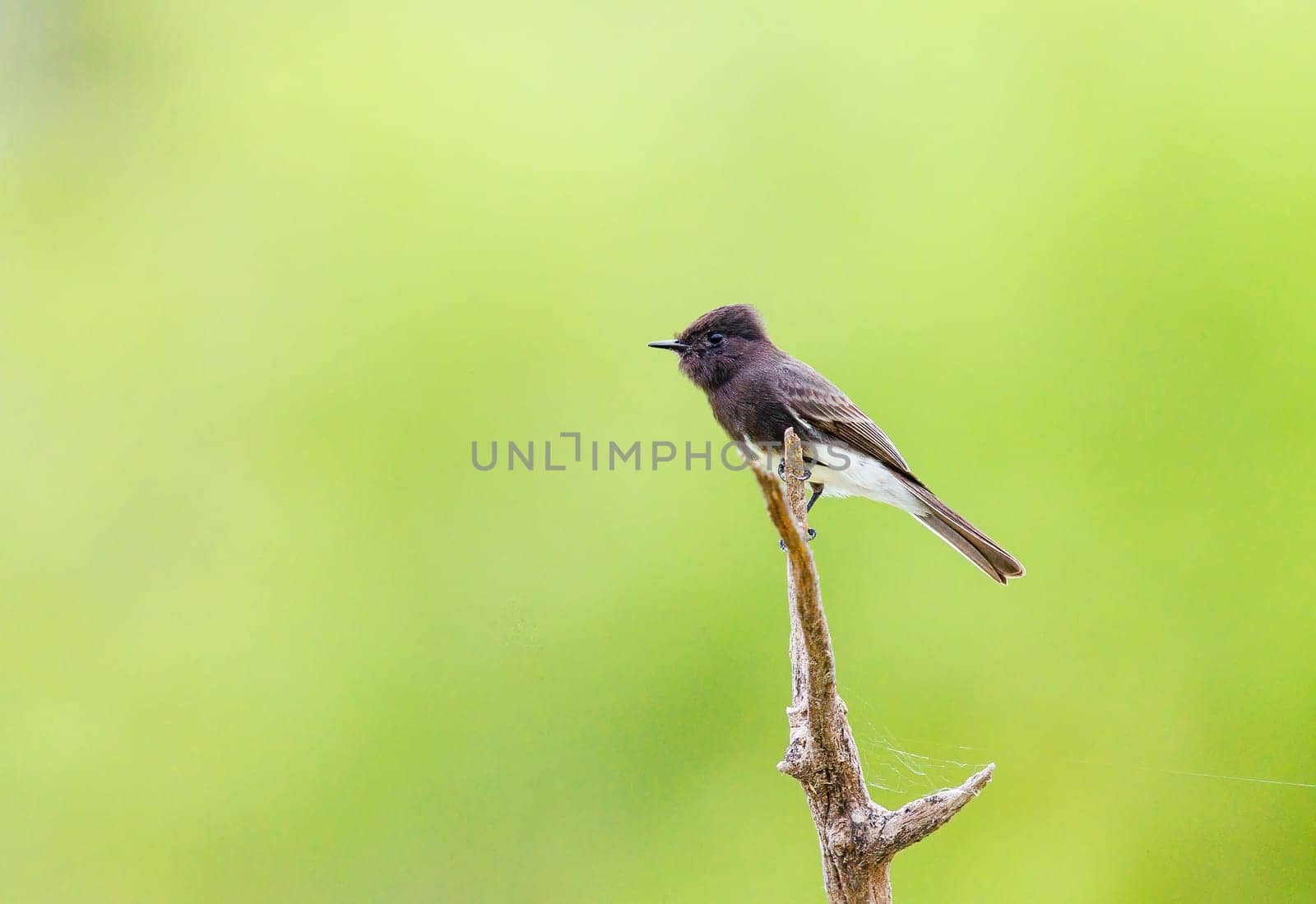 Black Phoebe perched on a dead tree in Texas
