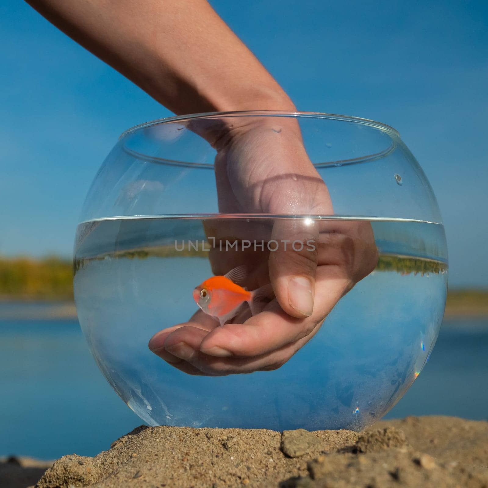 A woman catches a goldfish from a round aquarium on the sand on the lake