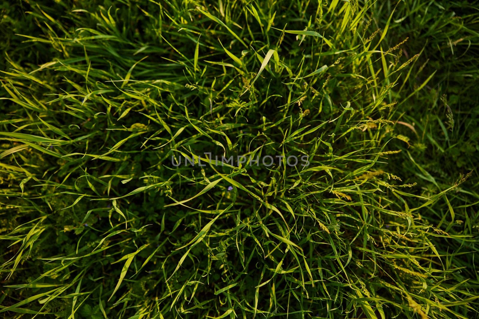 a close horizontal photo of the texture of high summer grass of rich green color taken from above by Vichizh