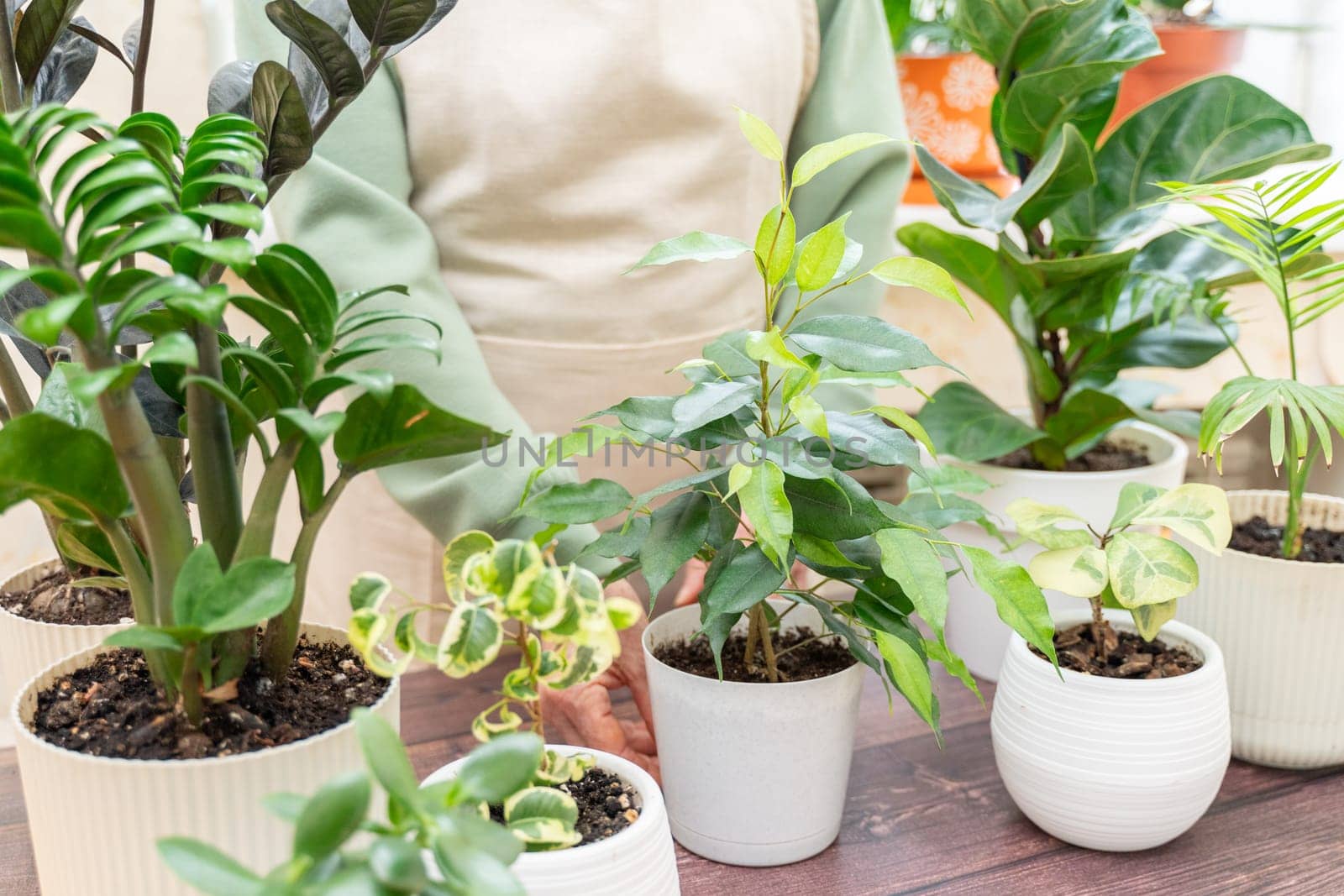 Home gardening, hobby, freelancing, cozy workplace. Grandmother gardener housewife in an apron holds a pot of ficus benjamin in her hands by Matiunina