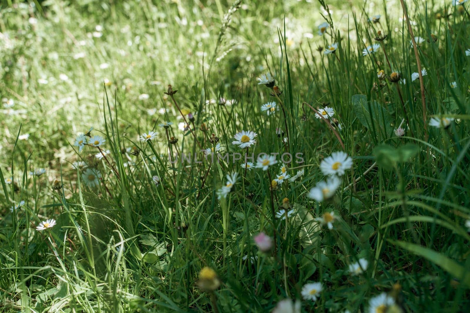 field of spring daisy flowers, natural background by Matiunina