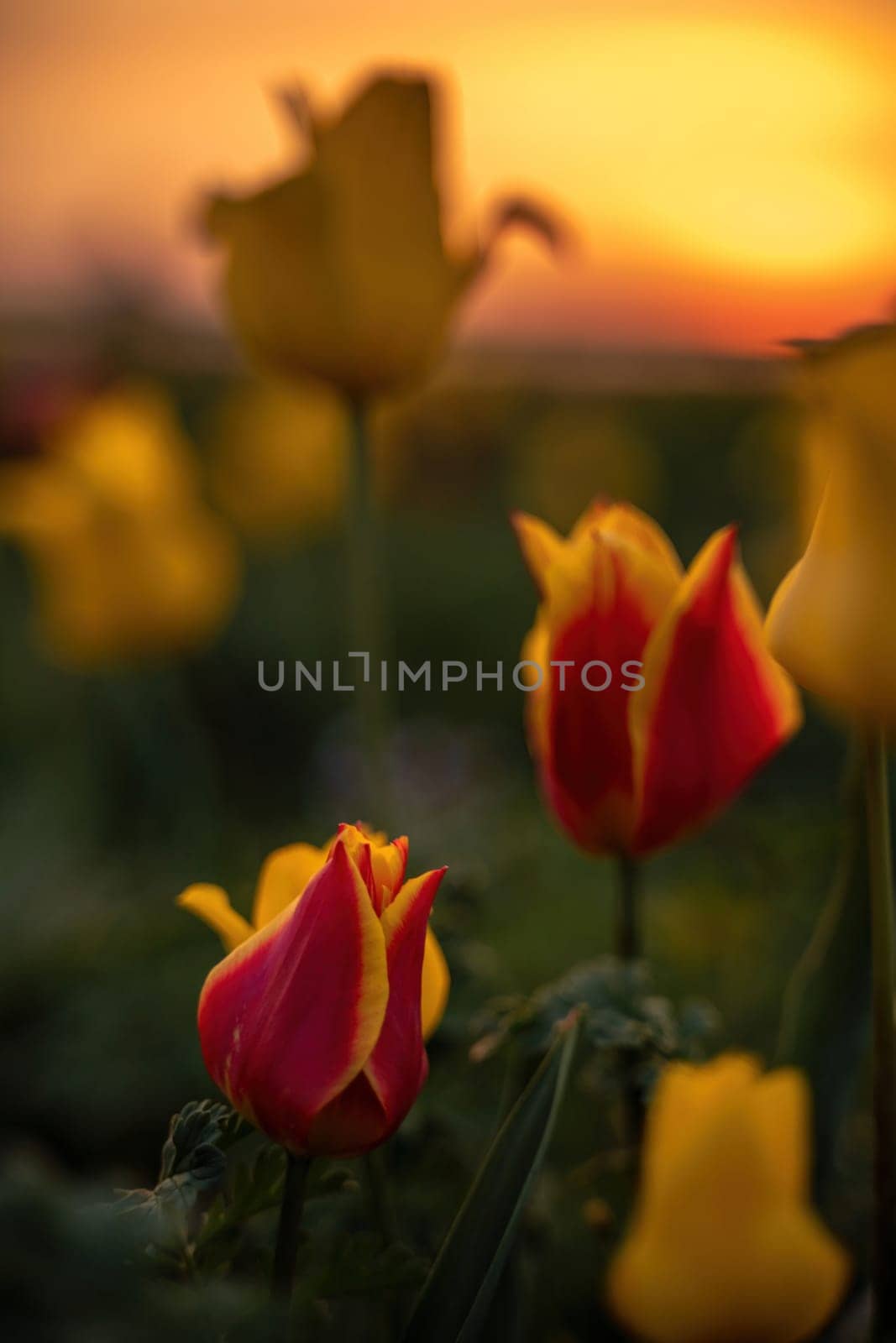 Wild tulip flowers at sunset, natural seasonal background. Multi-colored tulips Tulipa schrenkii in their natural habitat, listed in the Red Book