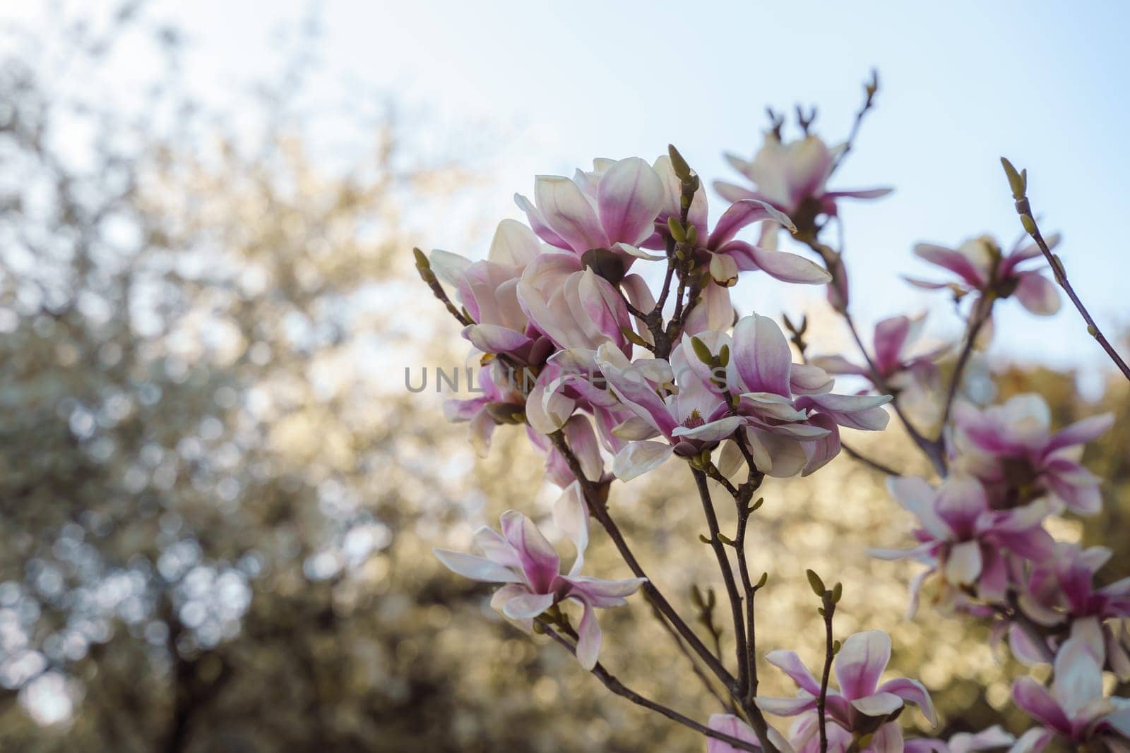 Flower magnolia blossoms on green grass background. by Matiunina